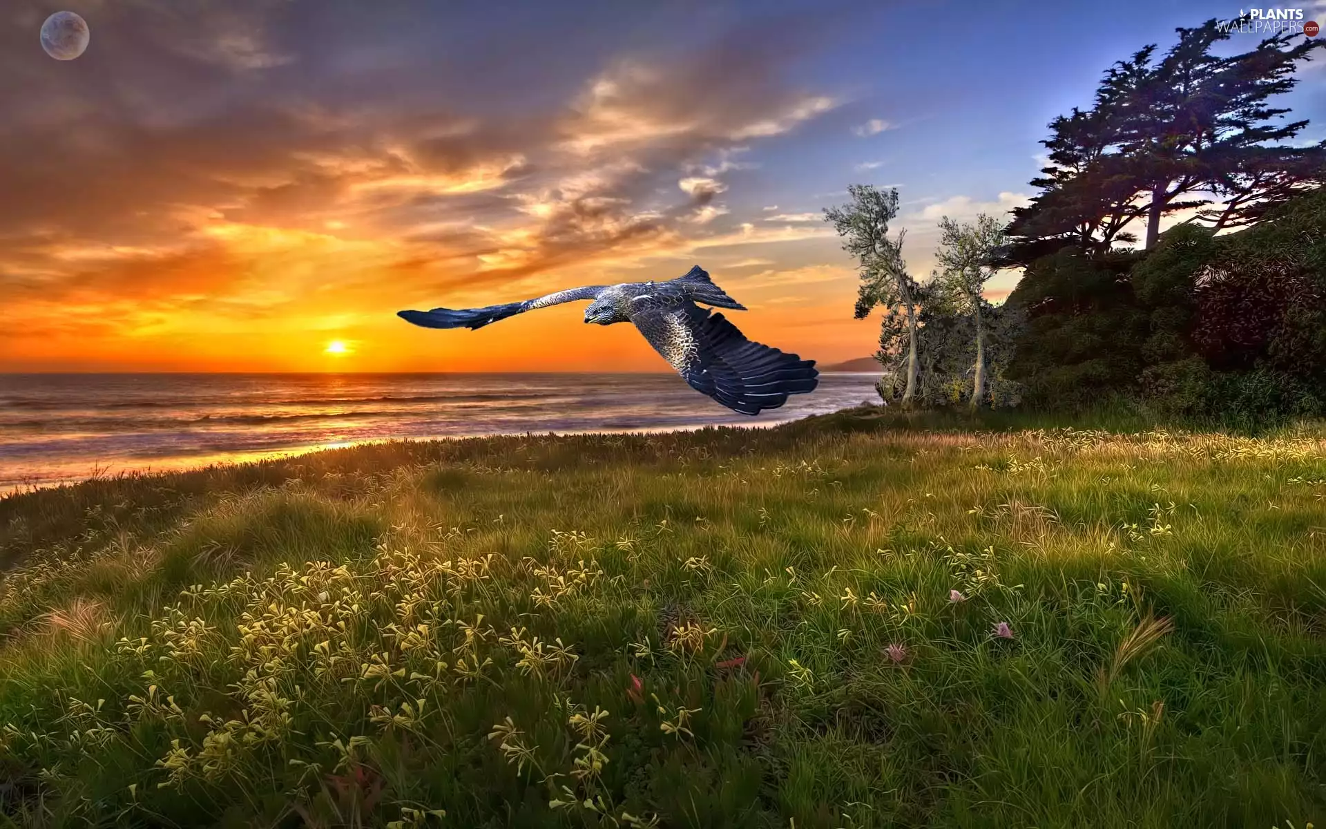 falcon, Great Sunsets, Bird
