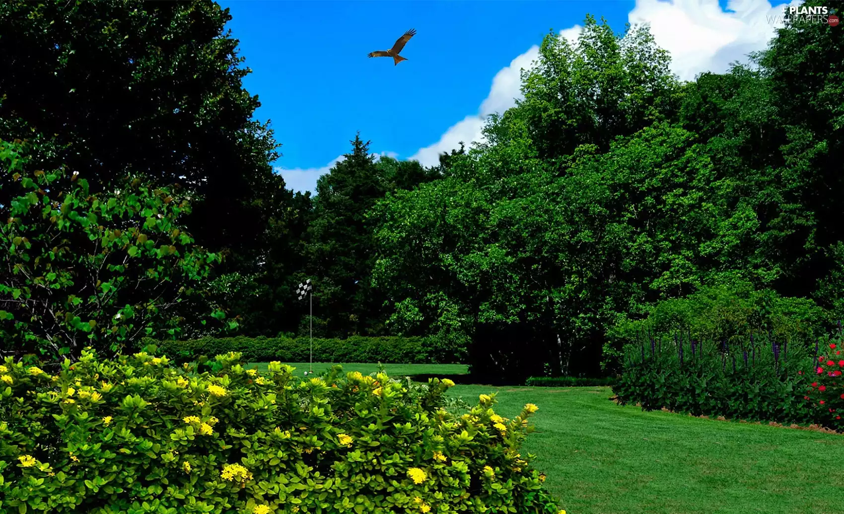 Park, Bush, flowers, Bird