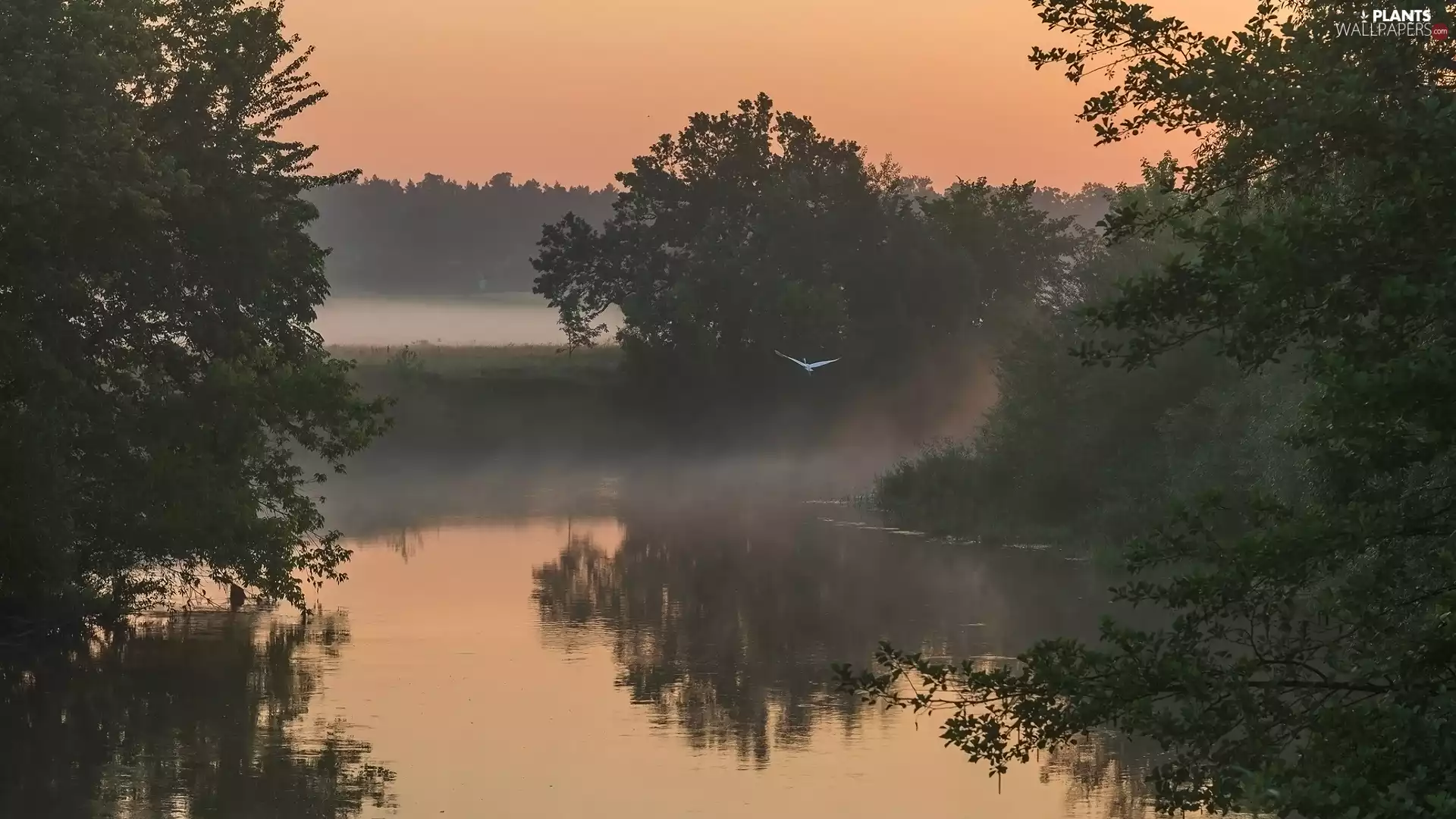 viewes, River, morning, Bird, Fog, trees