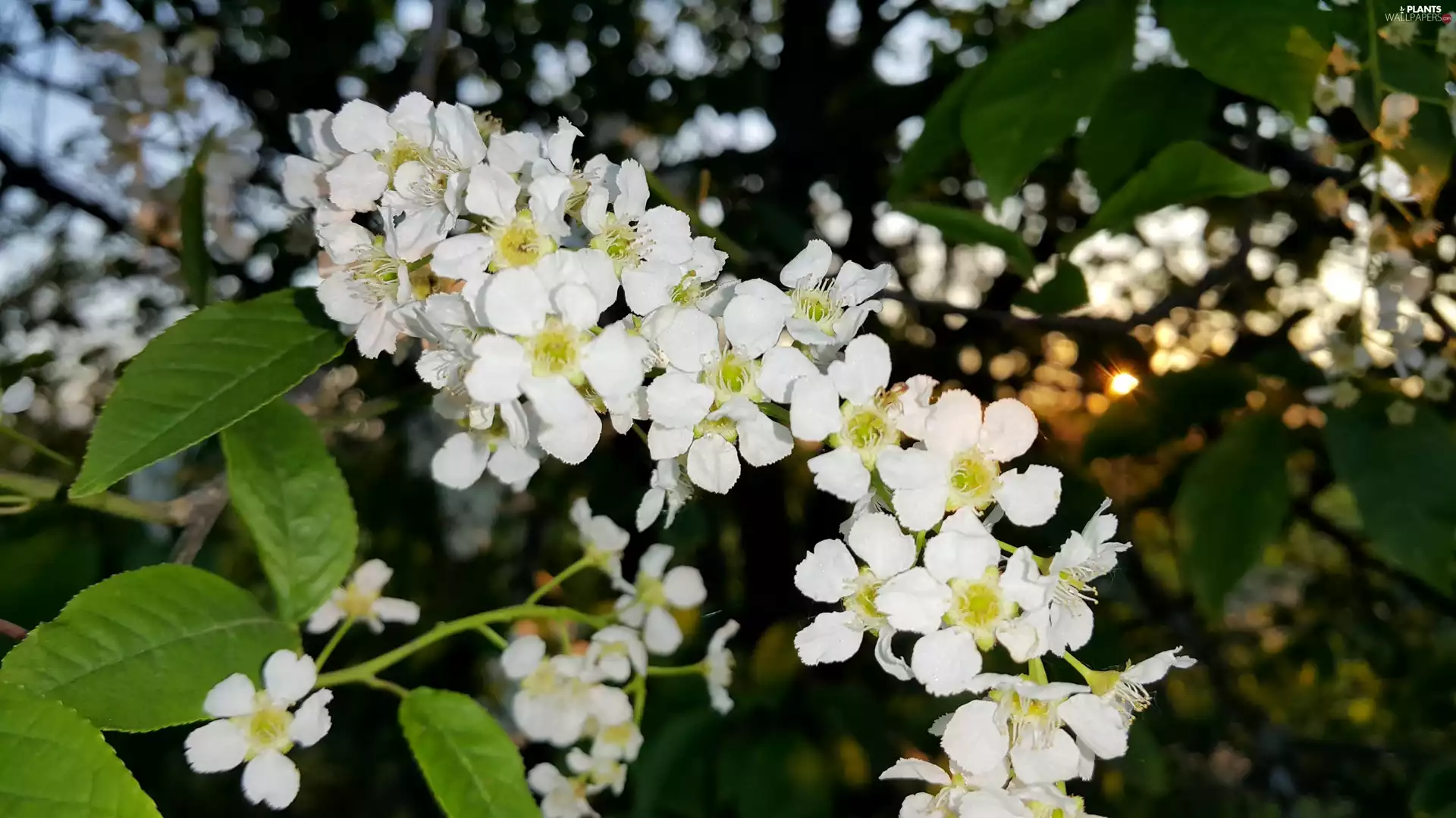Przebijające, sun, Rising, Bird Cherry, twig