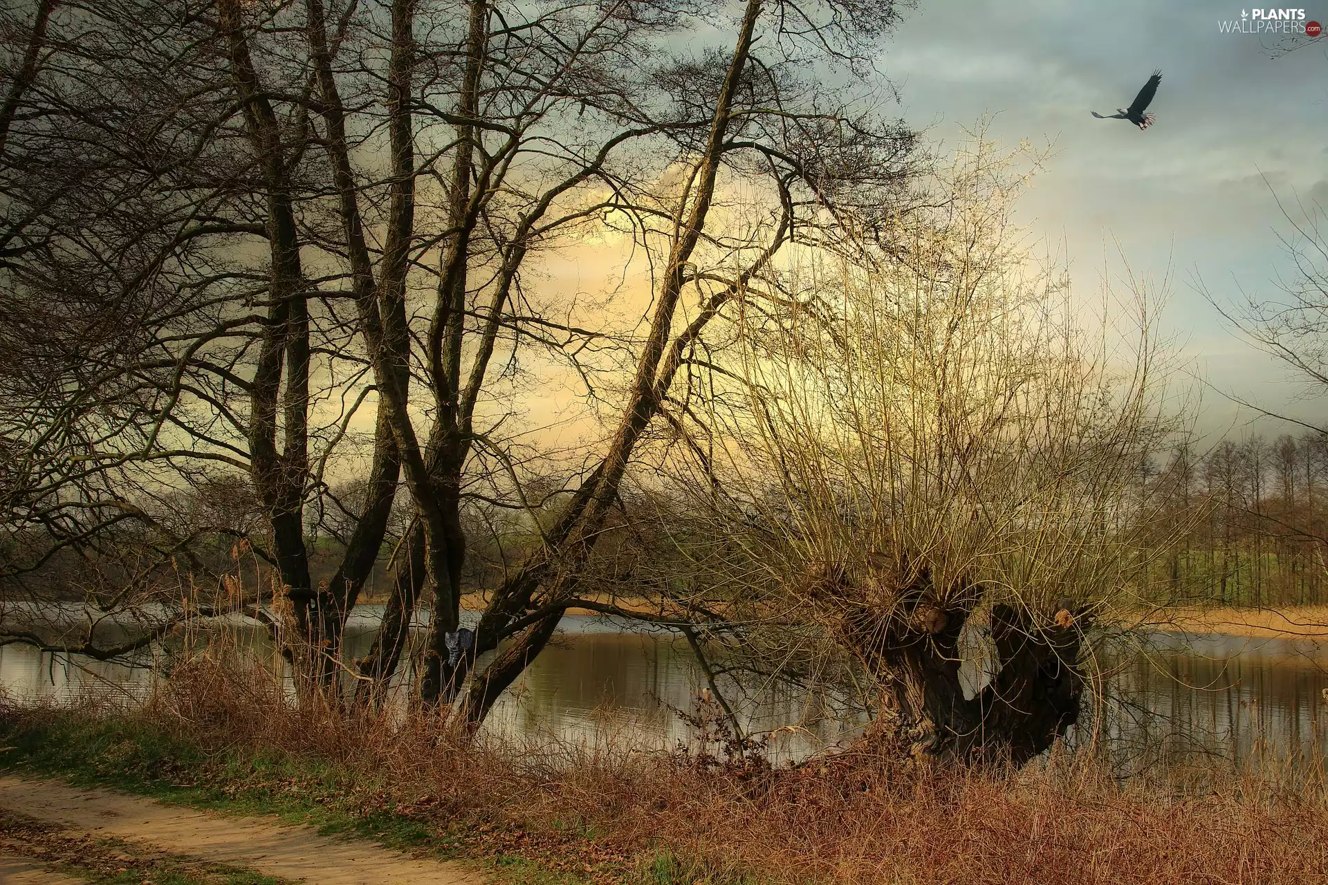 leafless, trees, Way, viewes, eagle, lake, autumn, Bird