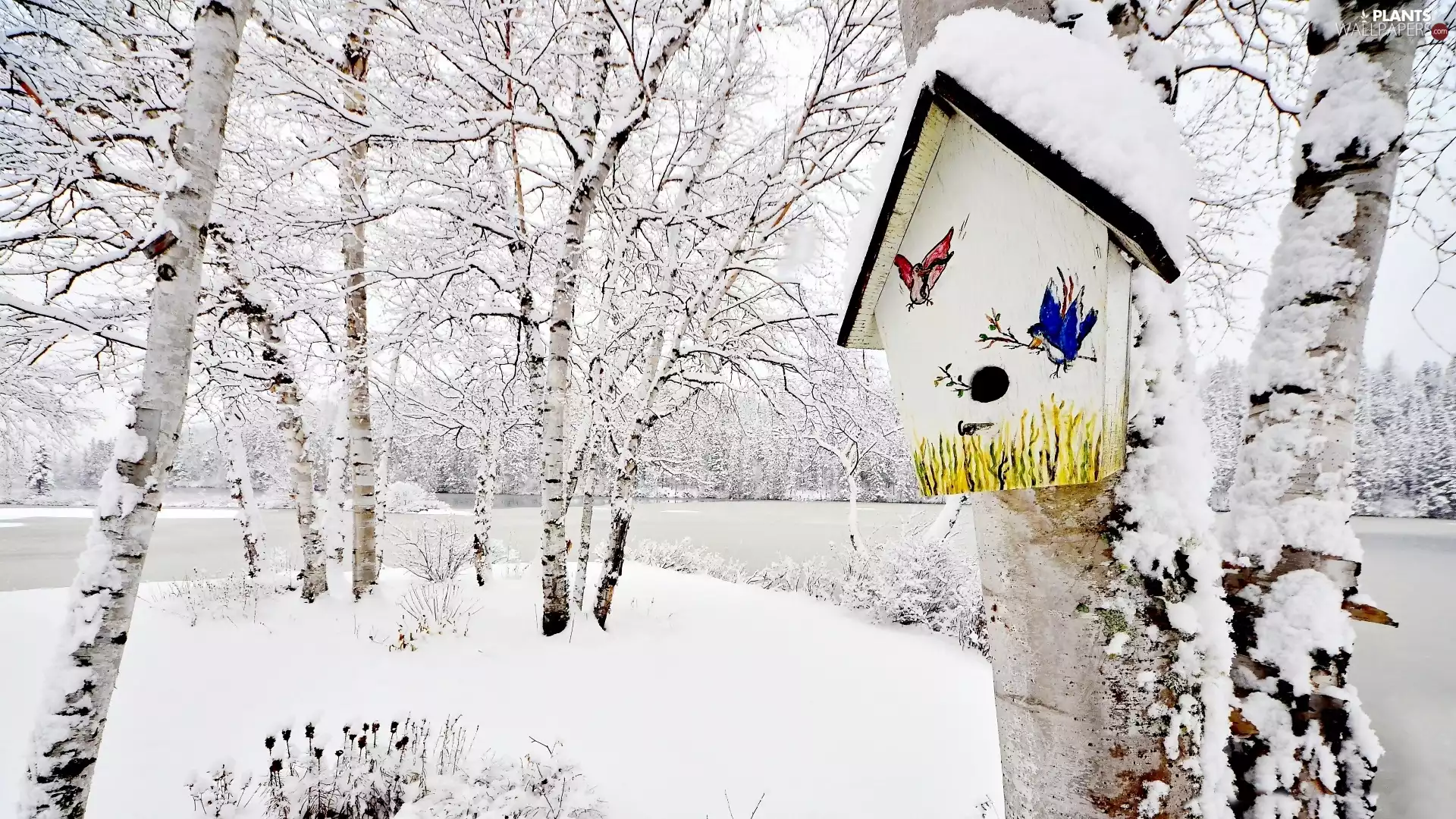 trees, Park, birch, Bird, viewes, winter