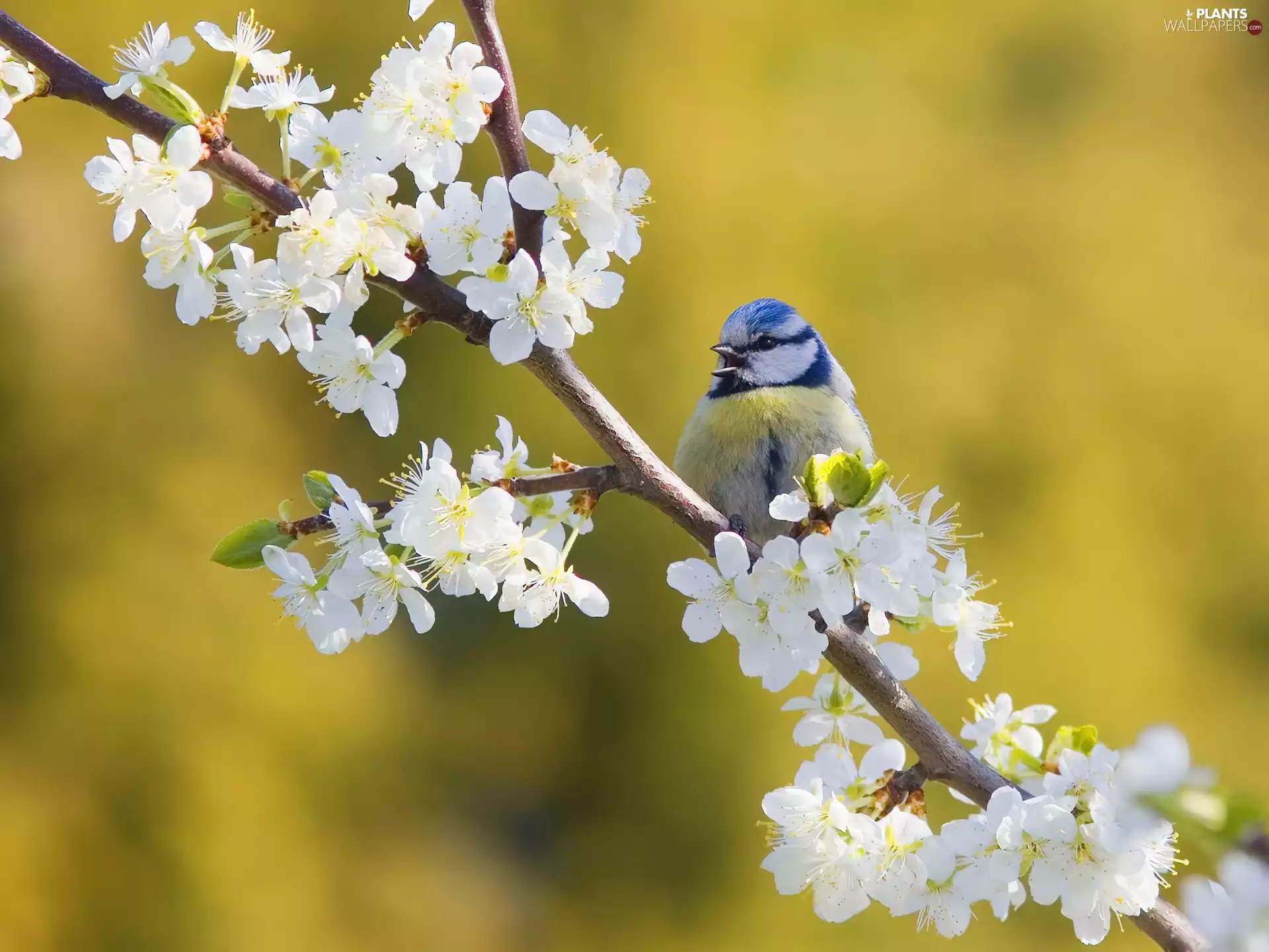 Gray, birdies, Flowers, blue, twig