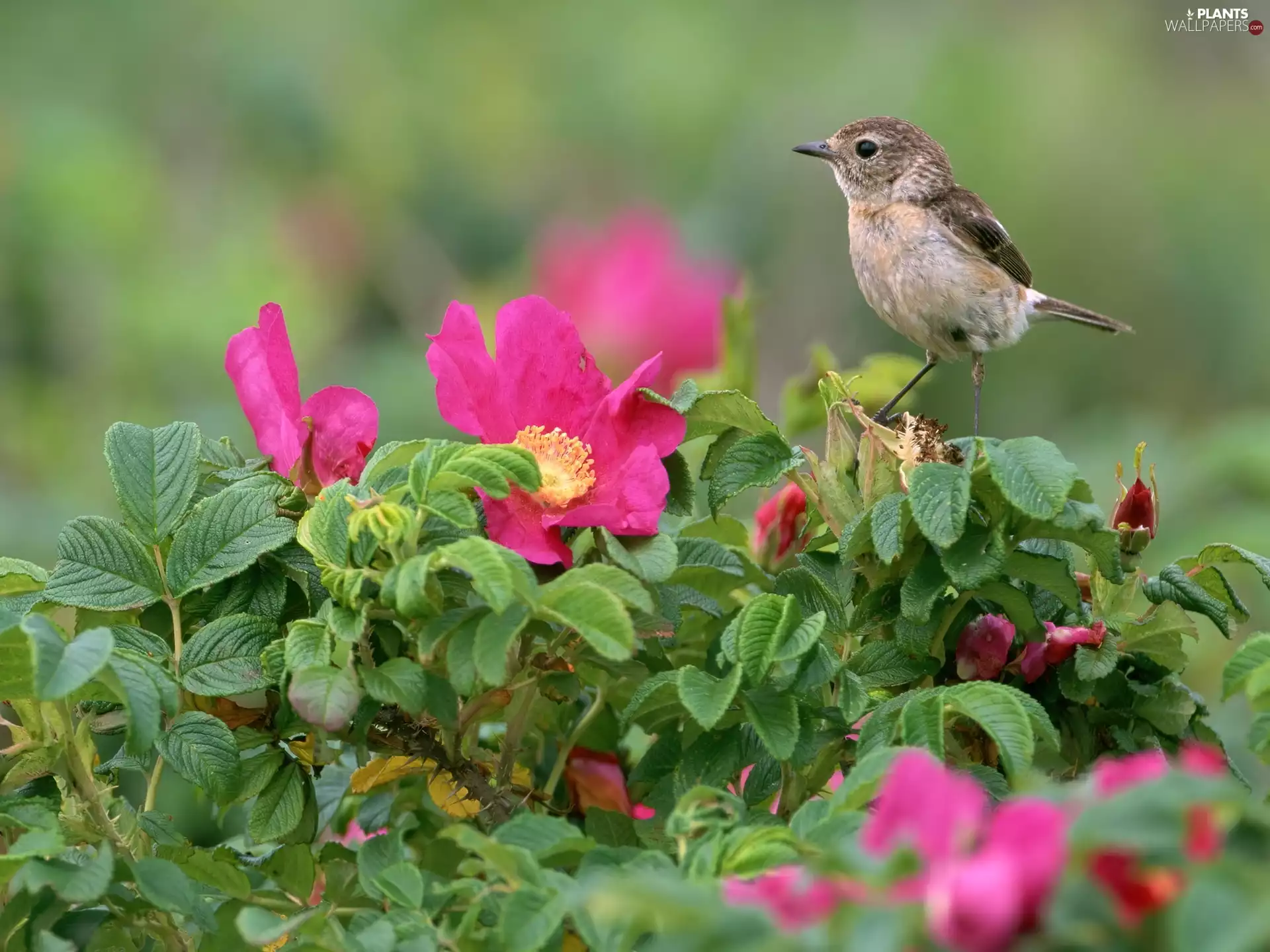 birdies, Wild, rose