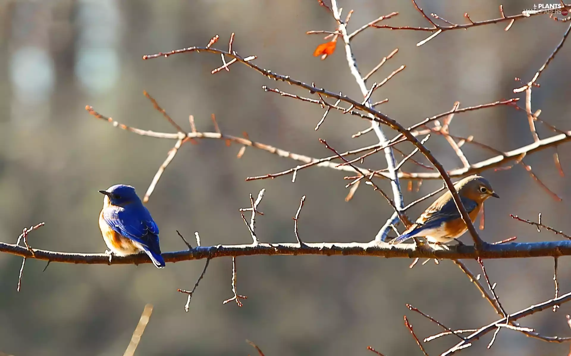 branch, Two cars, birds