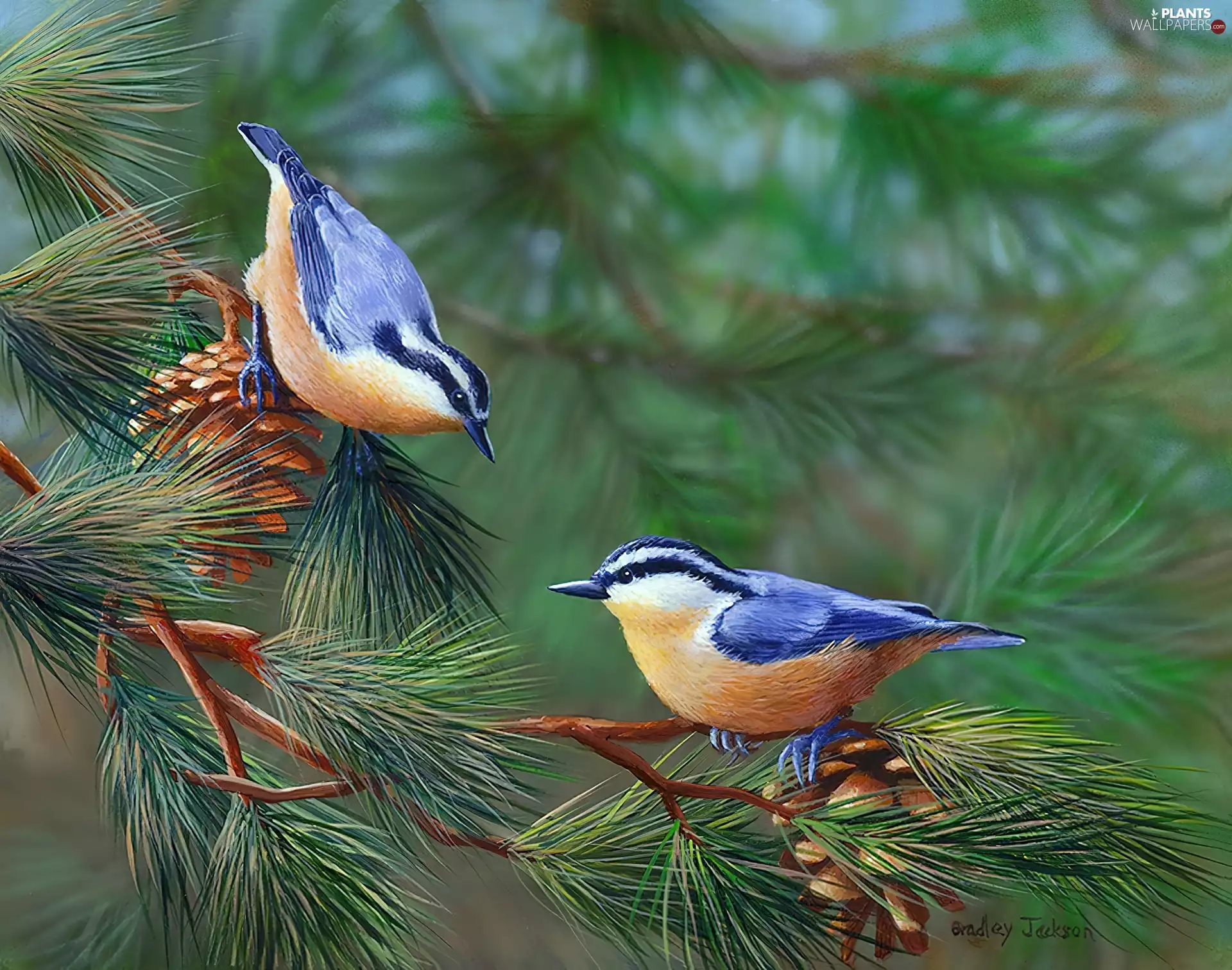 Blue, birds, cones, russet, conifer