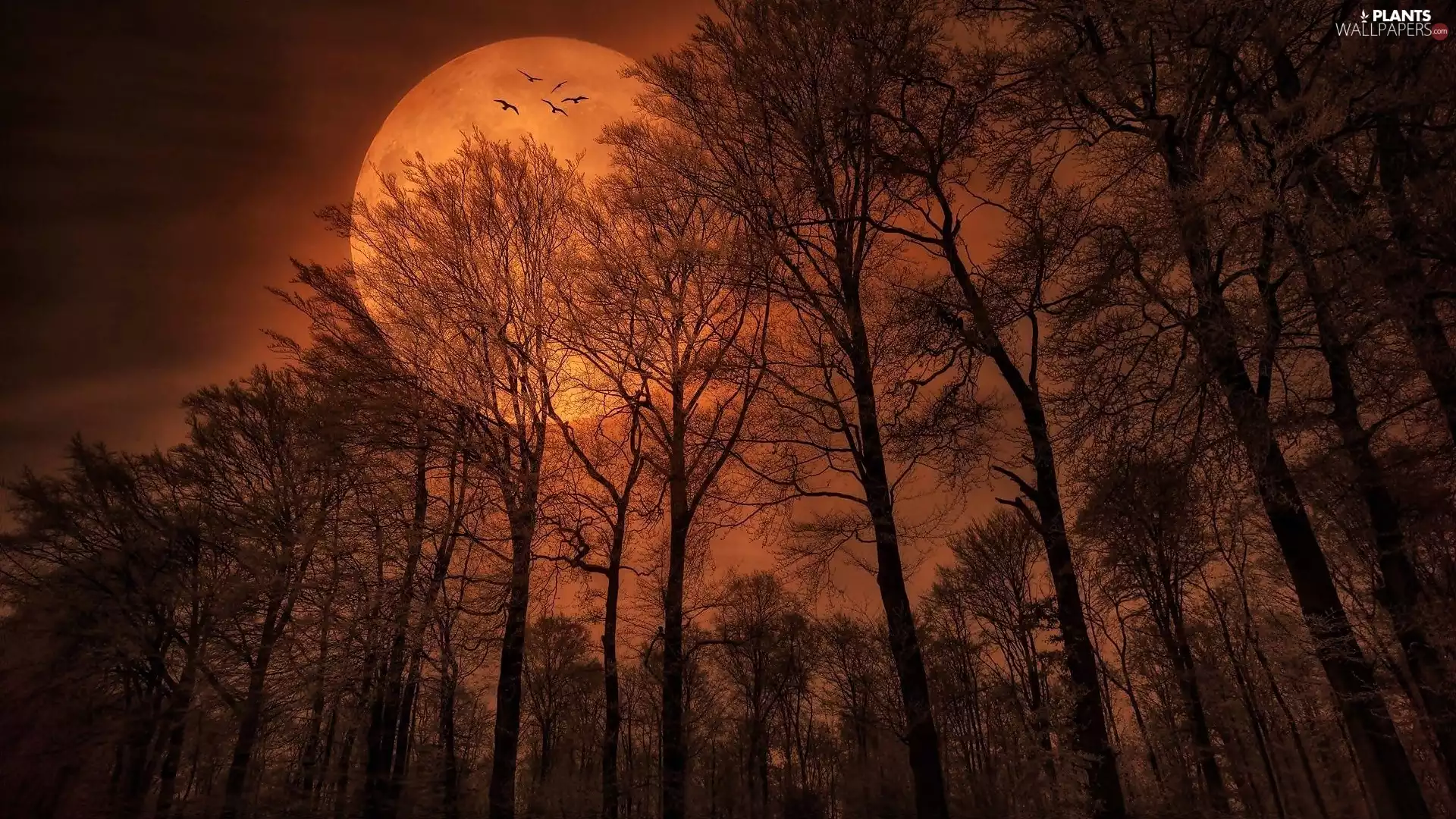 viewes, birds, forest, trees, moon