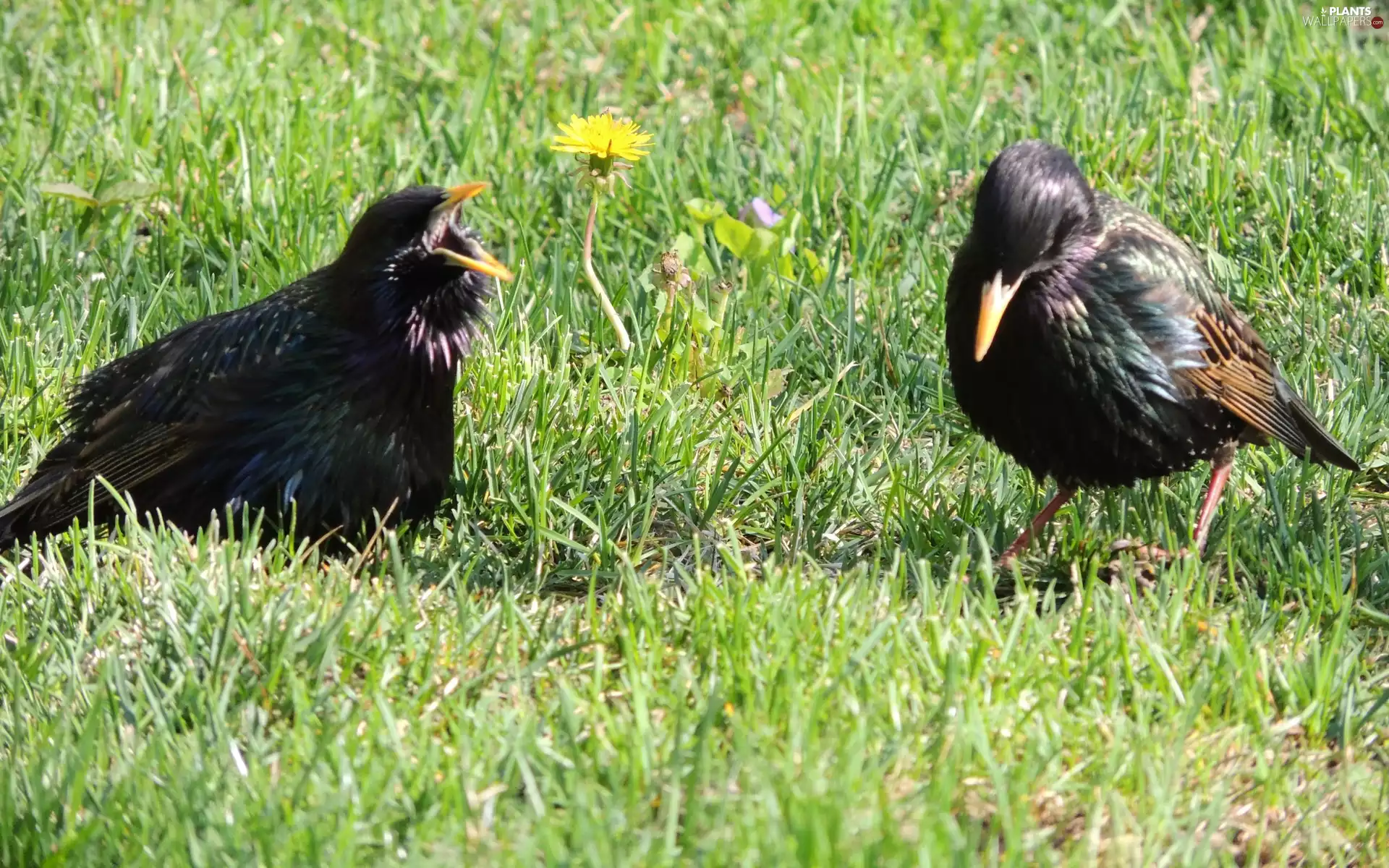 grass, Two cars, birds