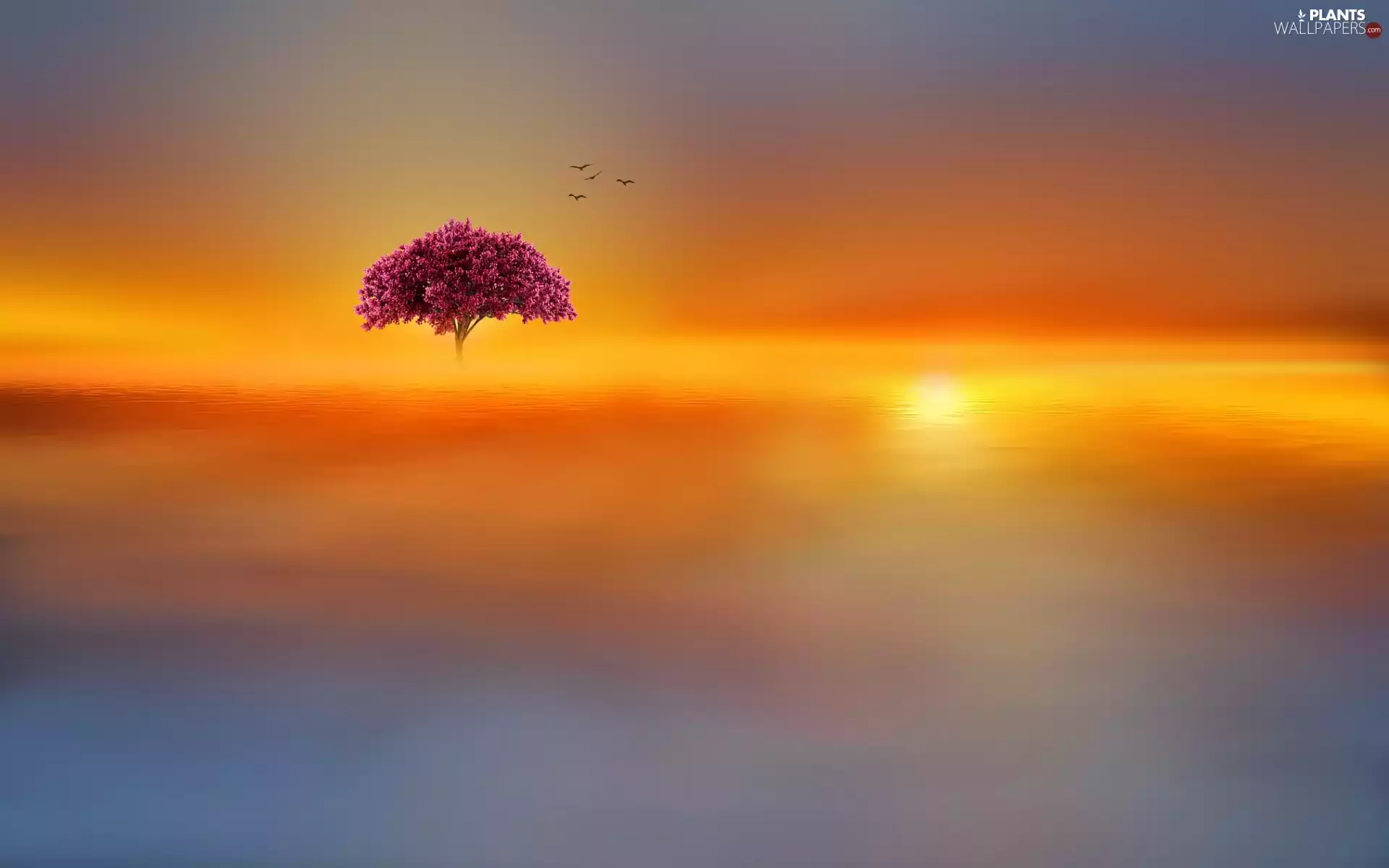 trees, birds, sun, lake, west