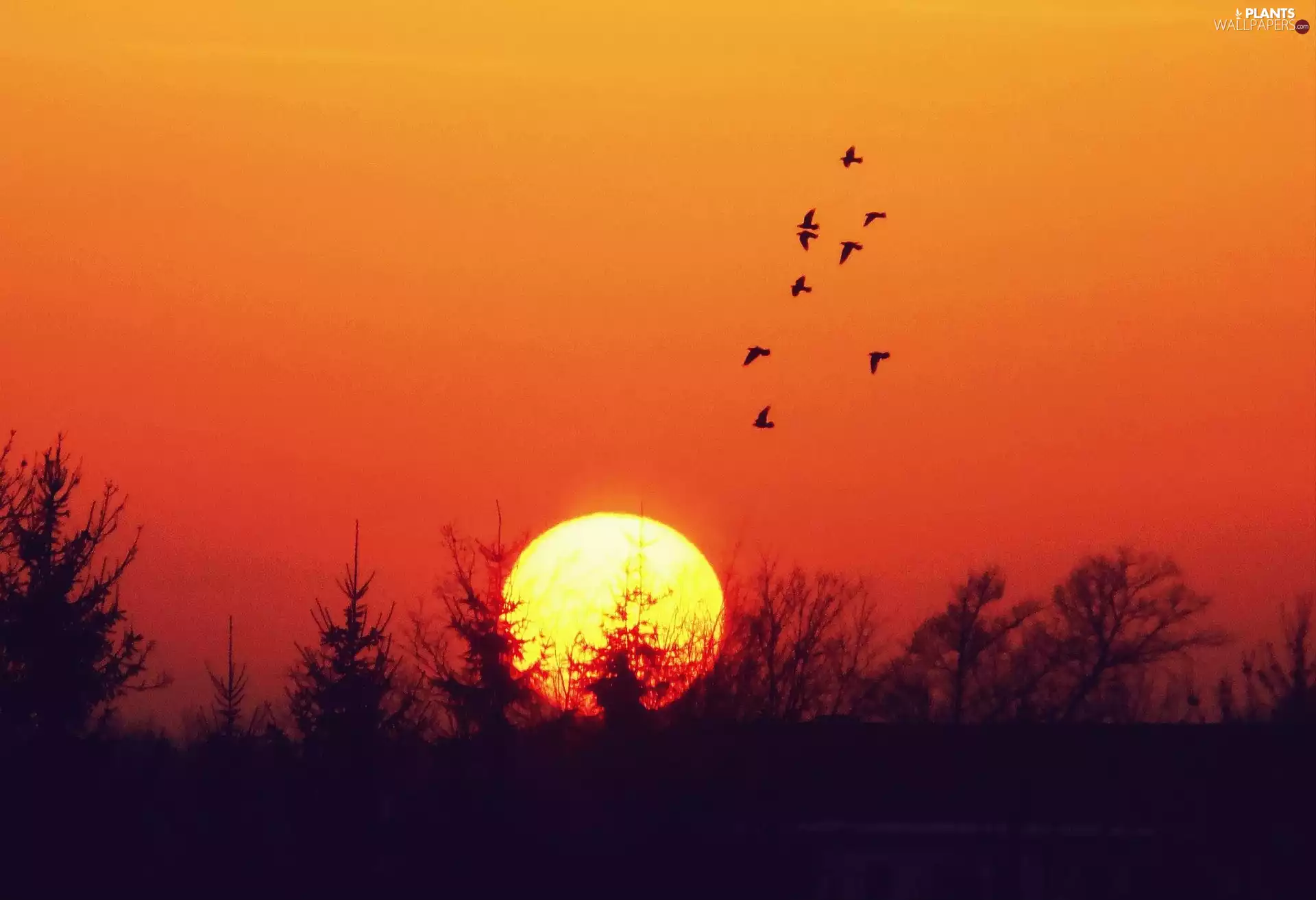 viewes, birds, sun, trees, west