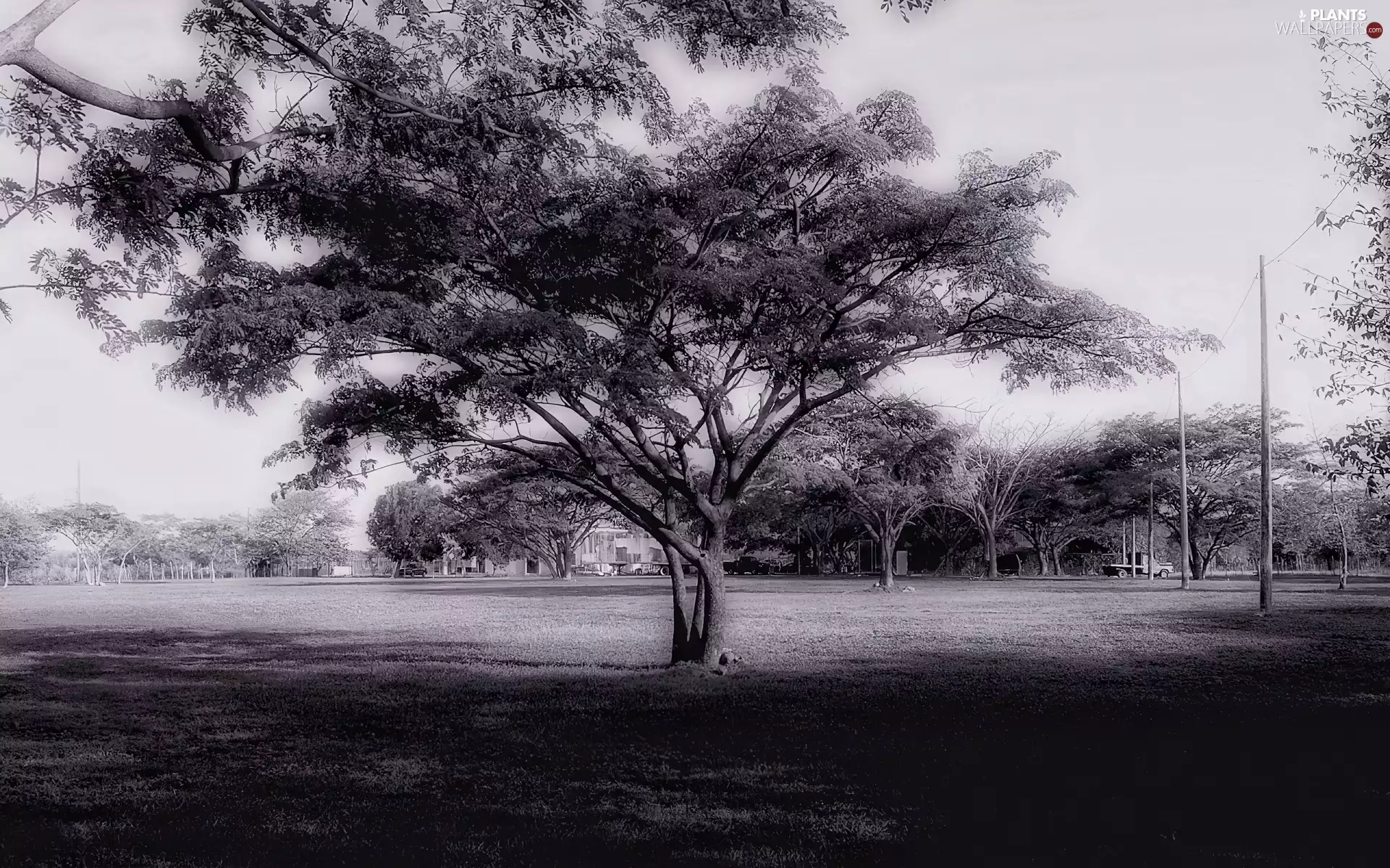 viewes, Black and white, trees