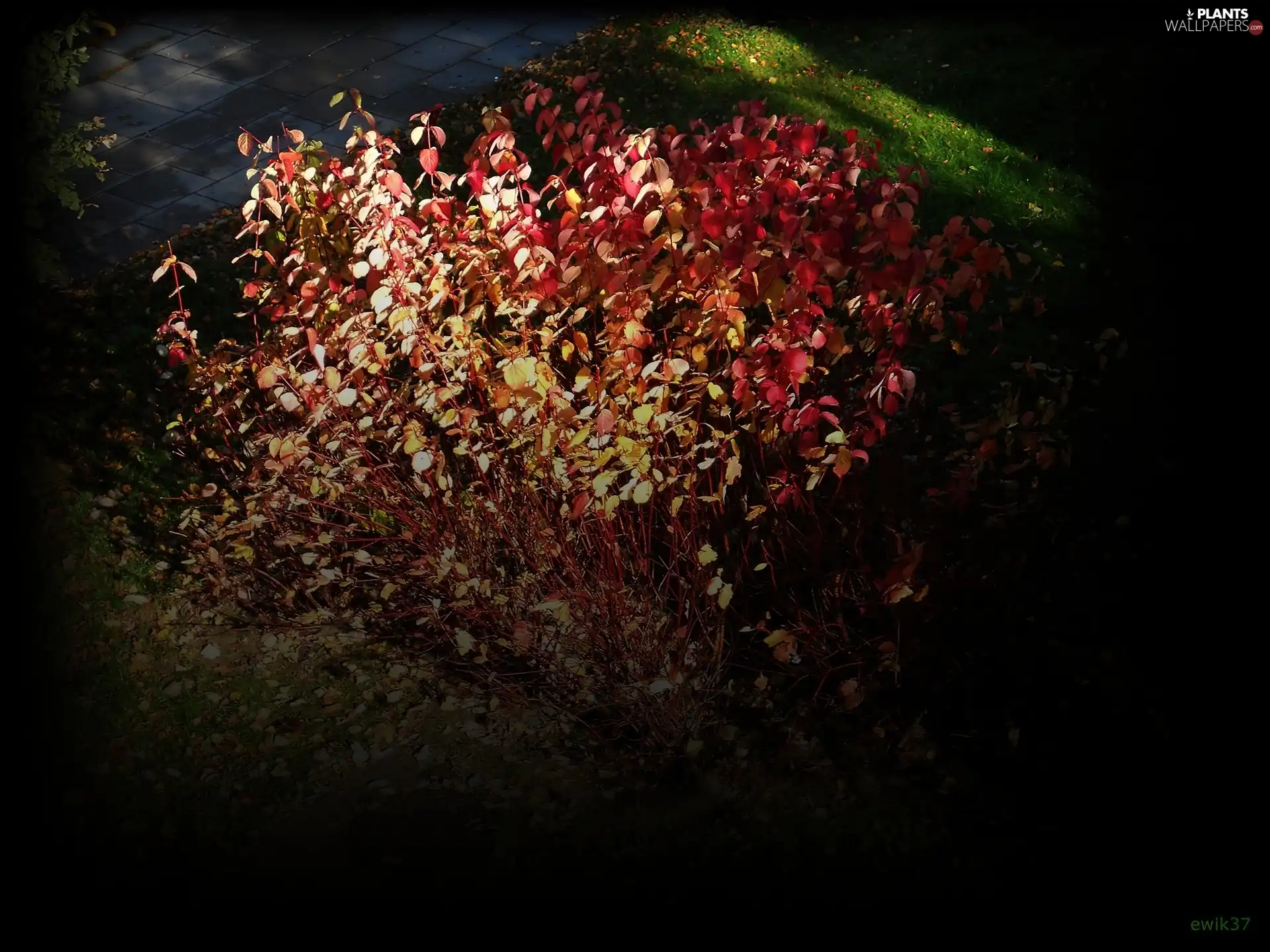 Black, coloring, Autumn, Leaf, Bush