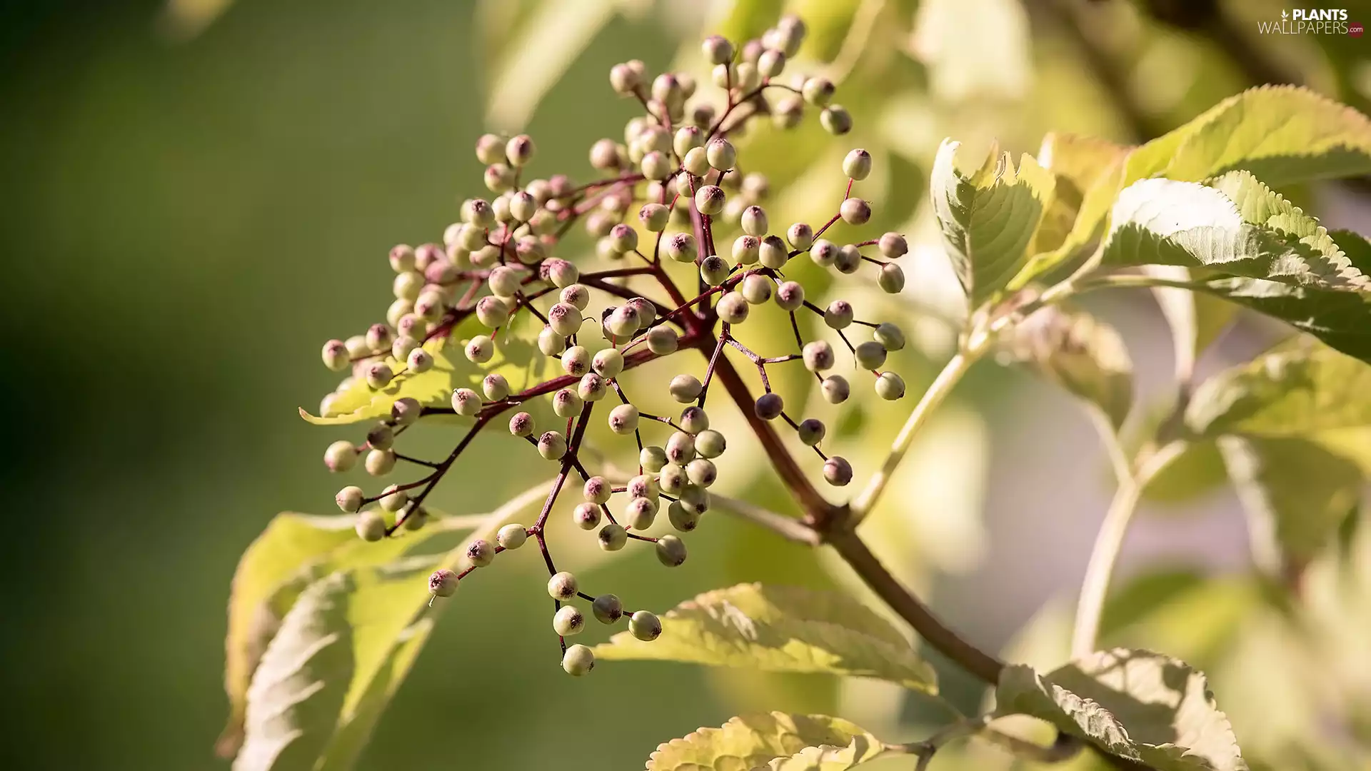twig, Black Elder, Leaf, Fruits