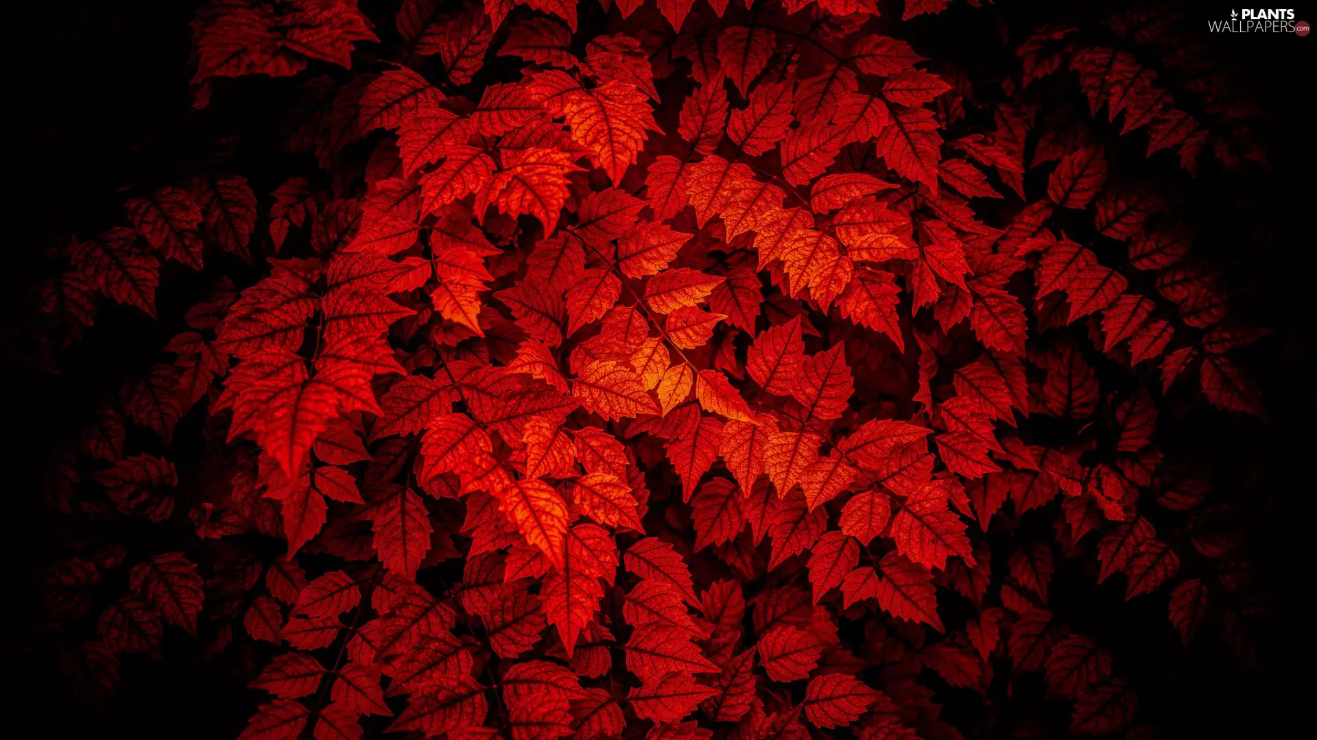 background, Black, Leaf, lighting, Red