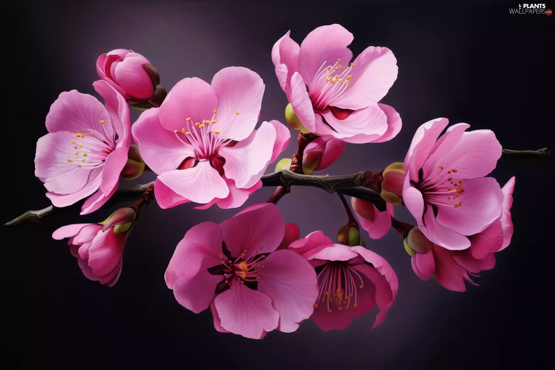 Fruit Tree, Pink, Black, Ai, background, Flowers