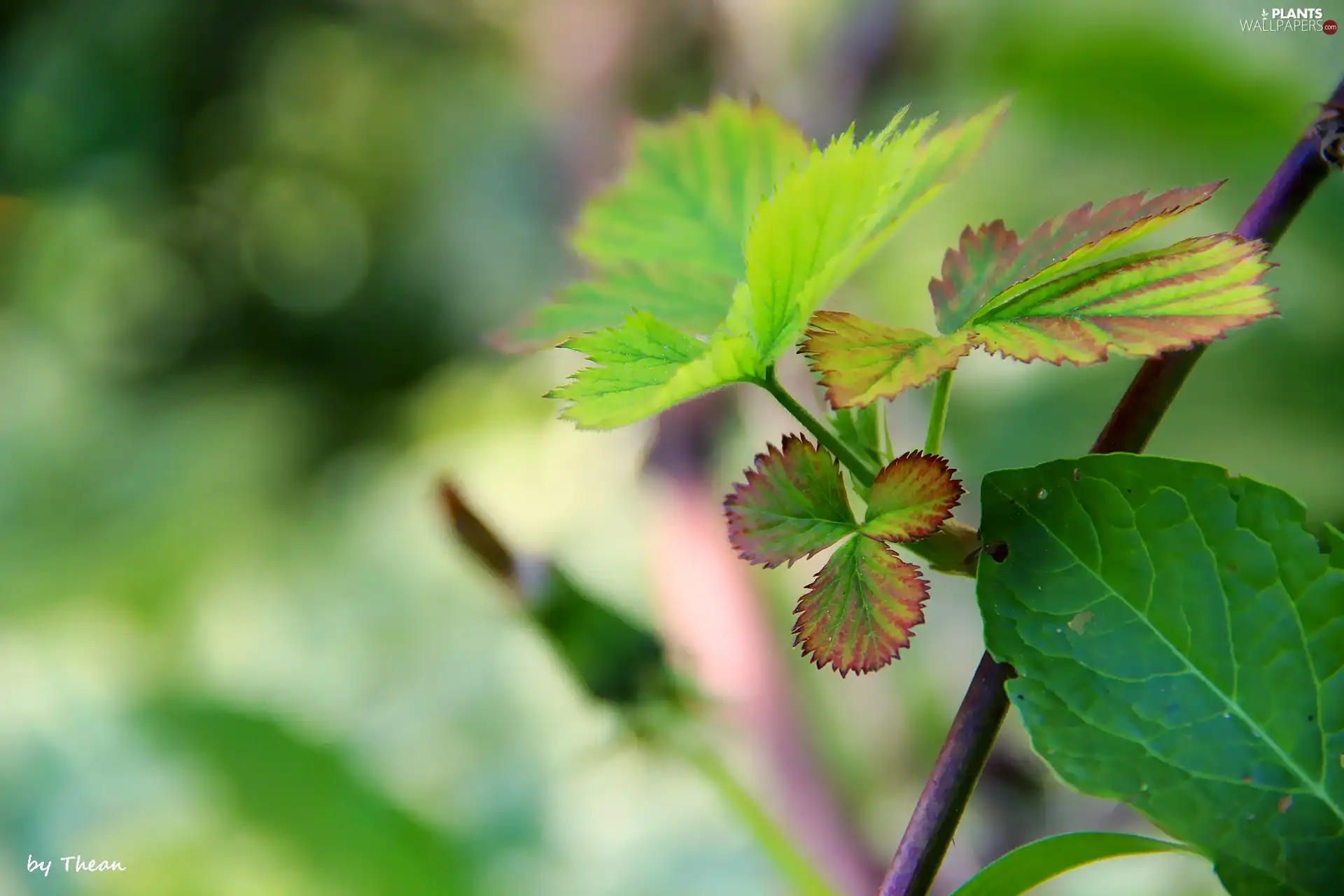 Leaf, blackberries