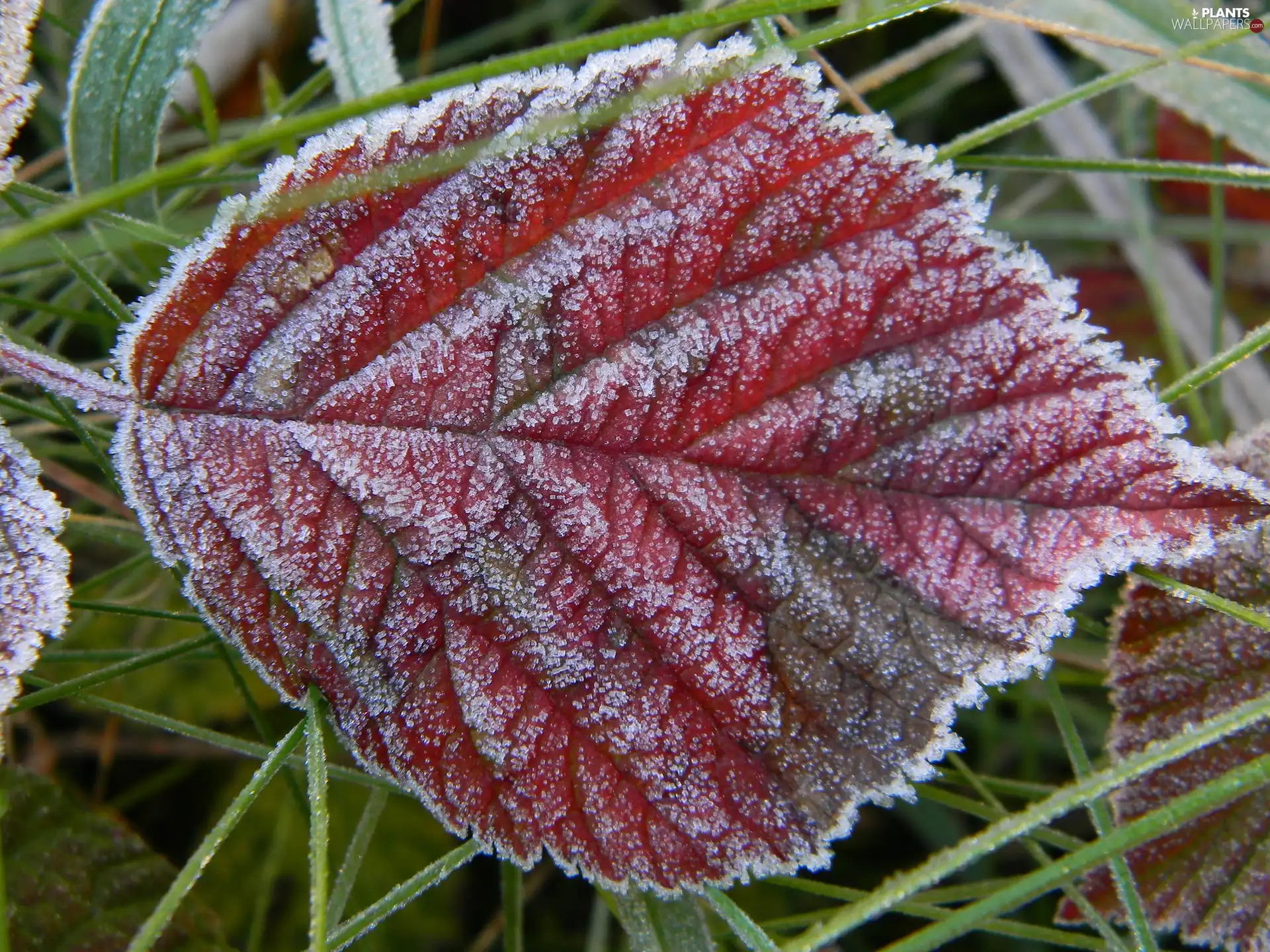 White frost, leaf, blackberry
