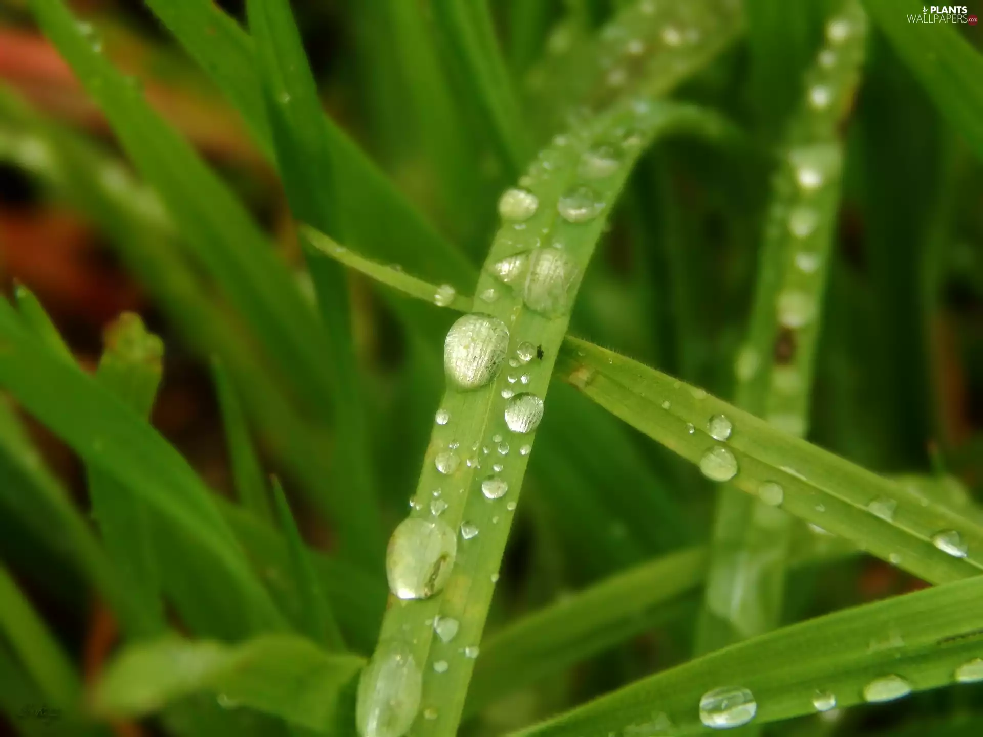 blades, grass, drops