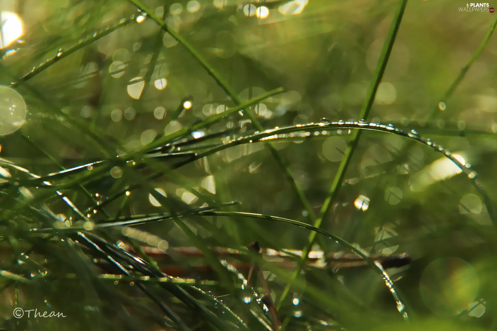 grass, drops, Bokeh, blades