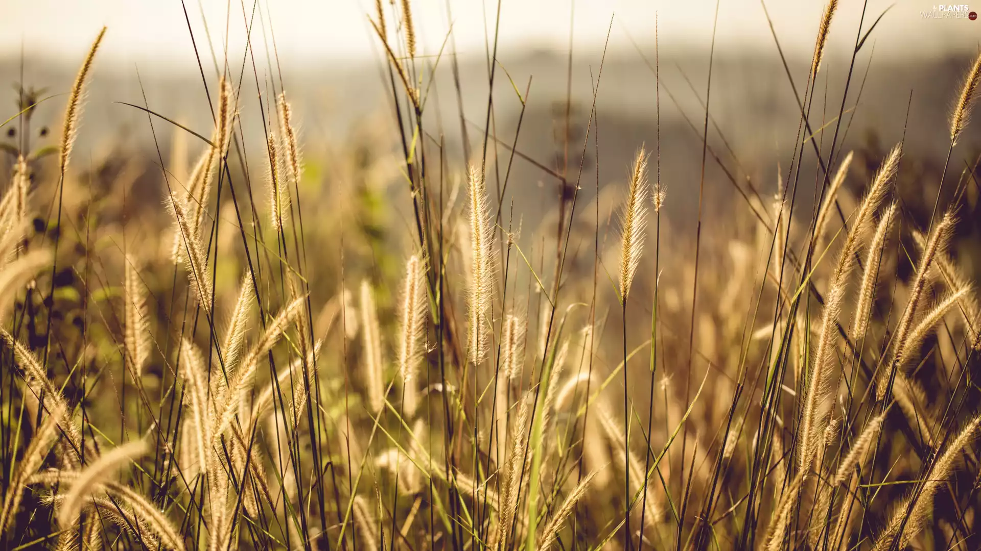grass, illuminated, Ears, blades