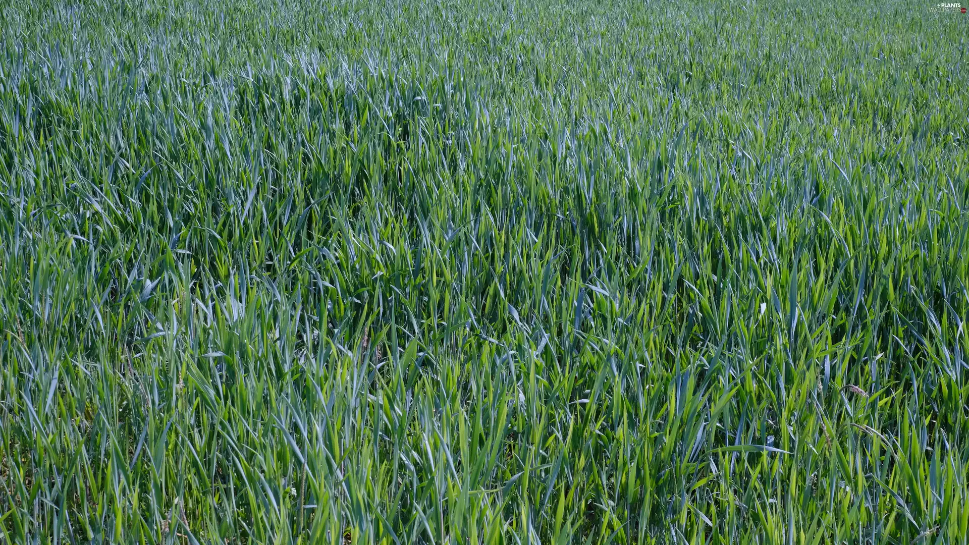 blades, Green, grass