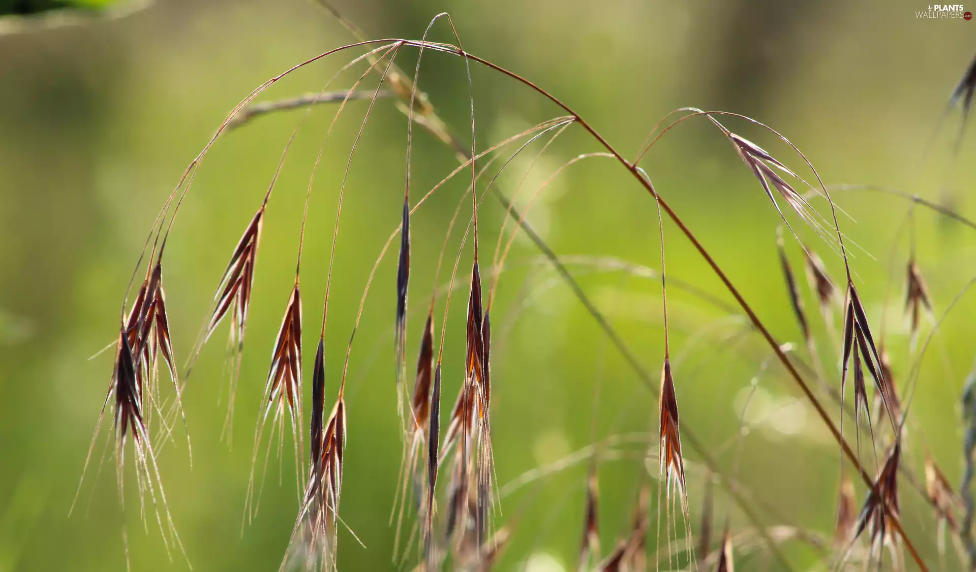 grass, hanging, rapprochement, blades