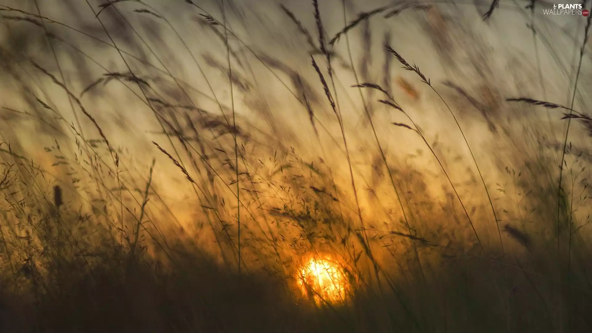 grass, Great Sunsets, blades