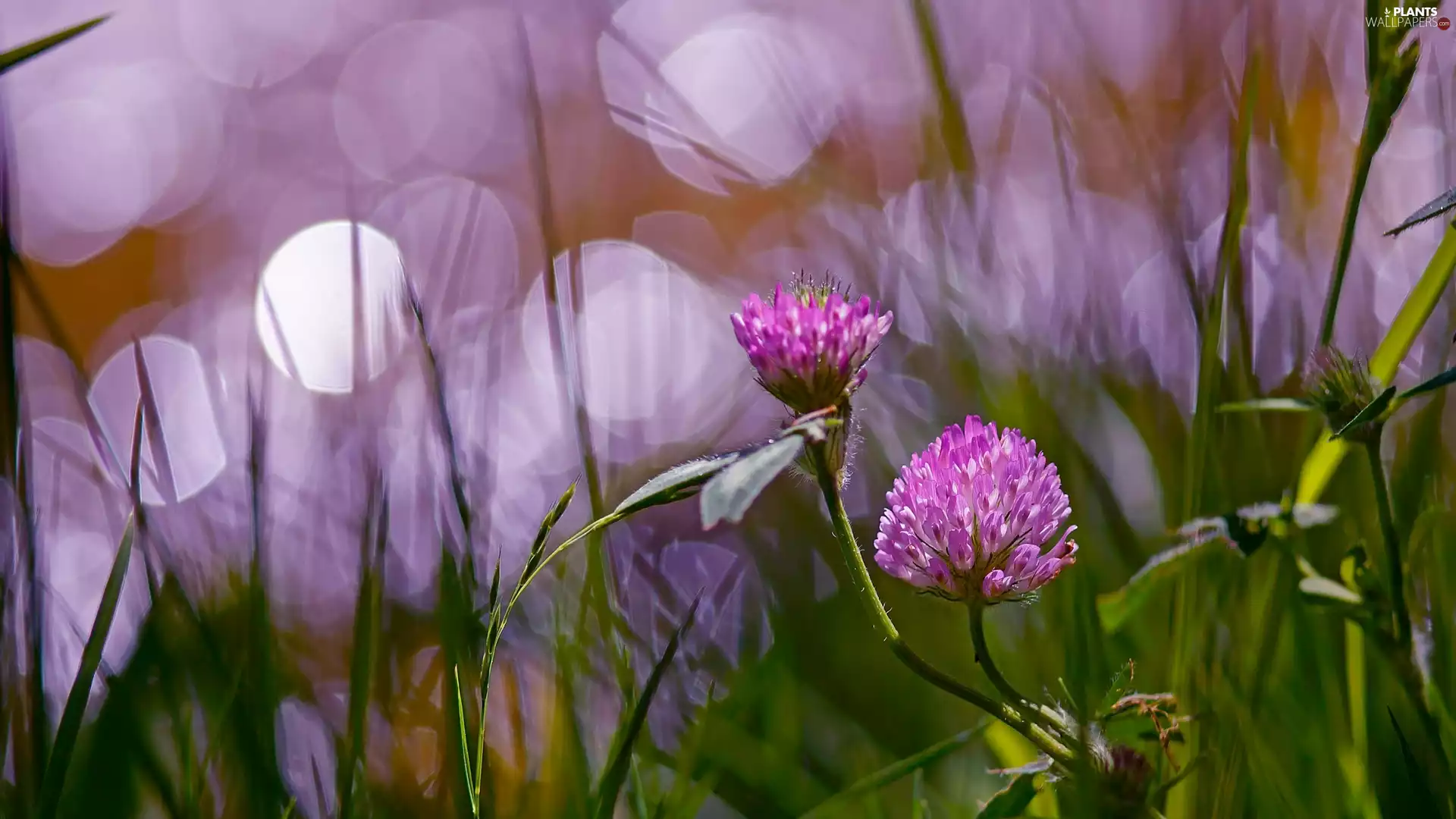 blades, trefoil, grass