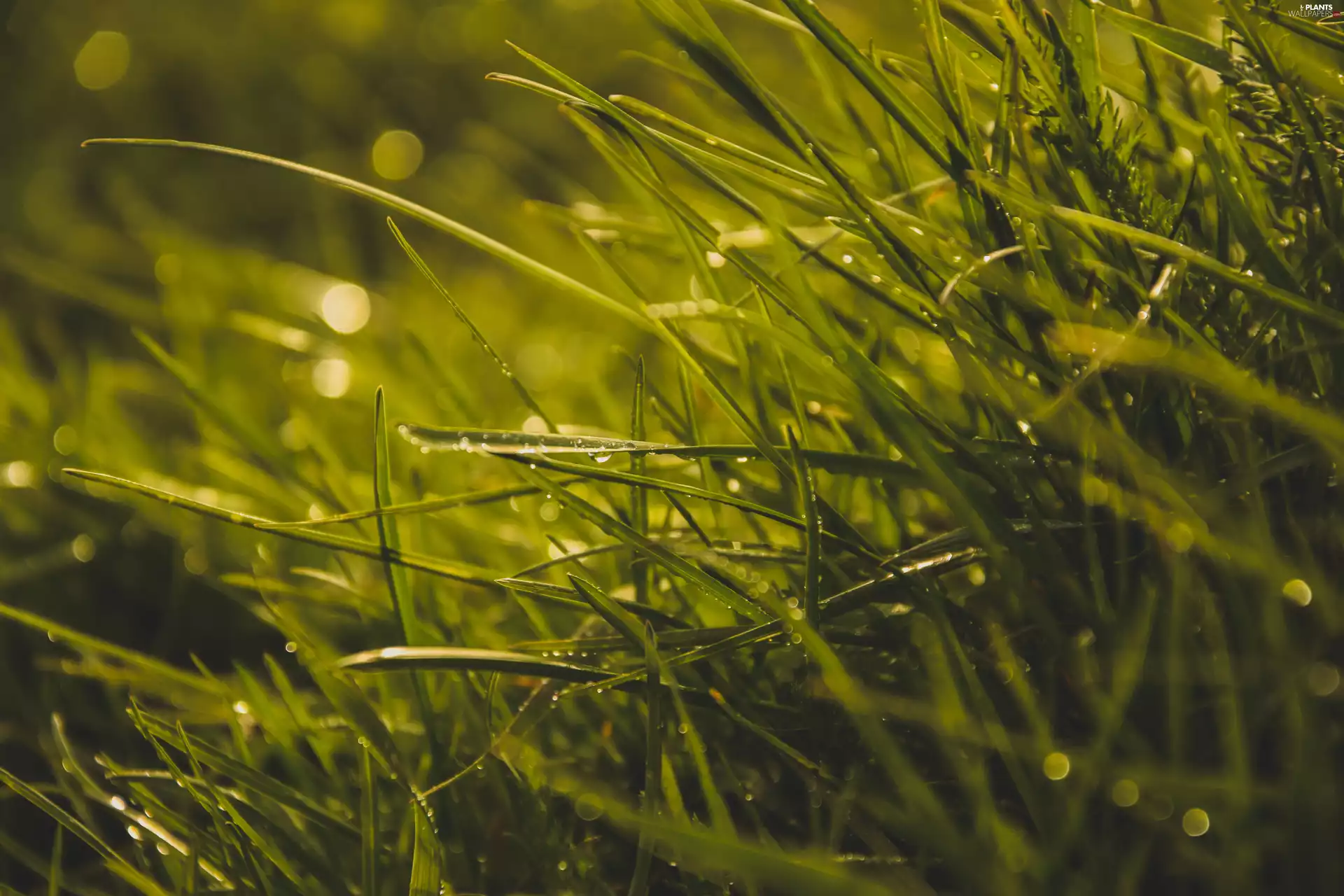 grass, drops, water, blades