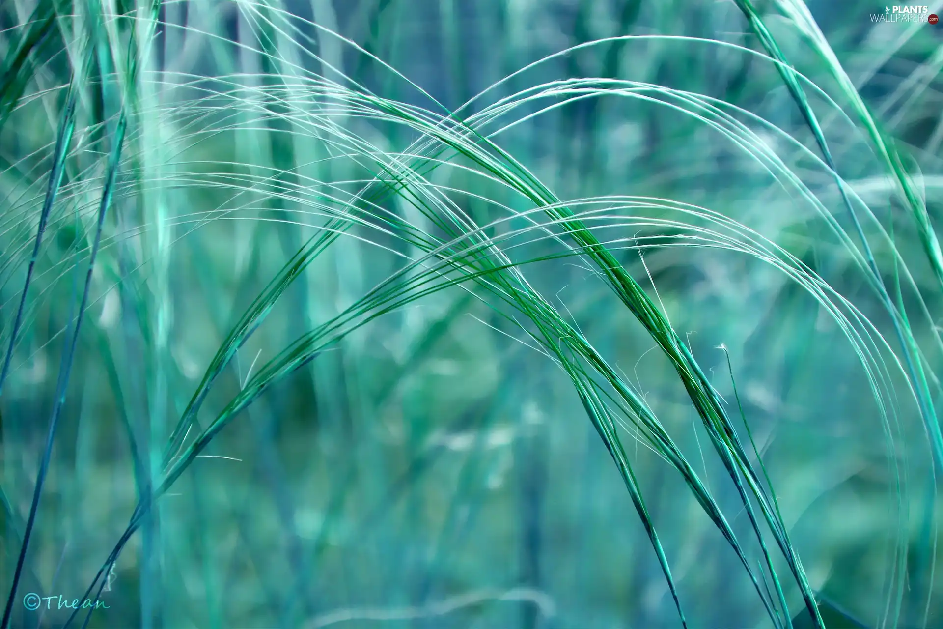 grass, blades - Plants wallpapers: 2048x1365