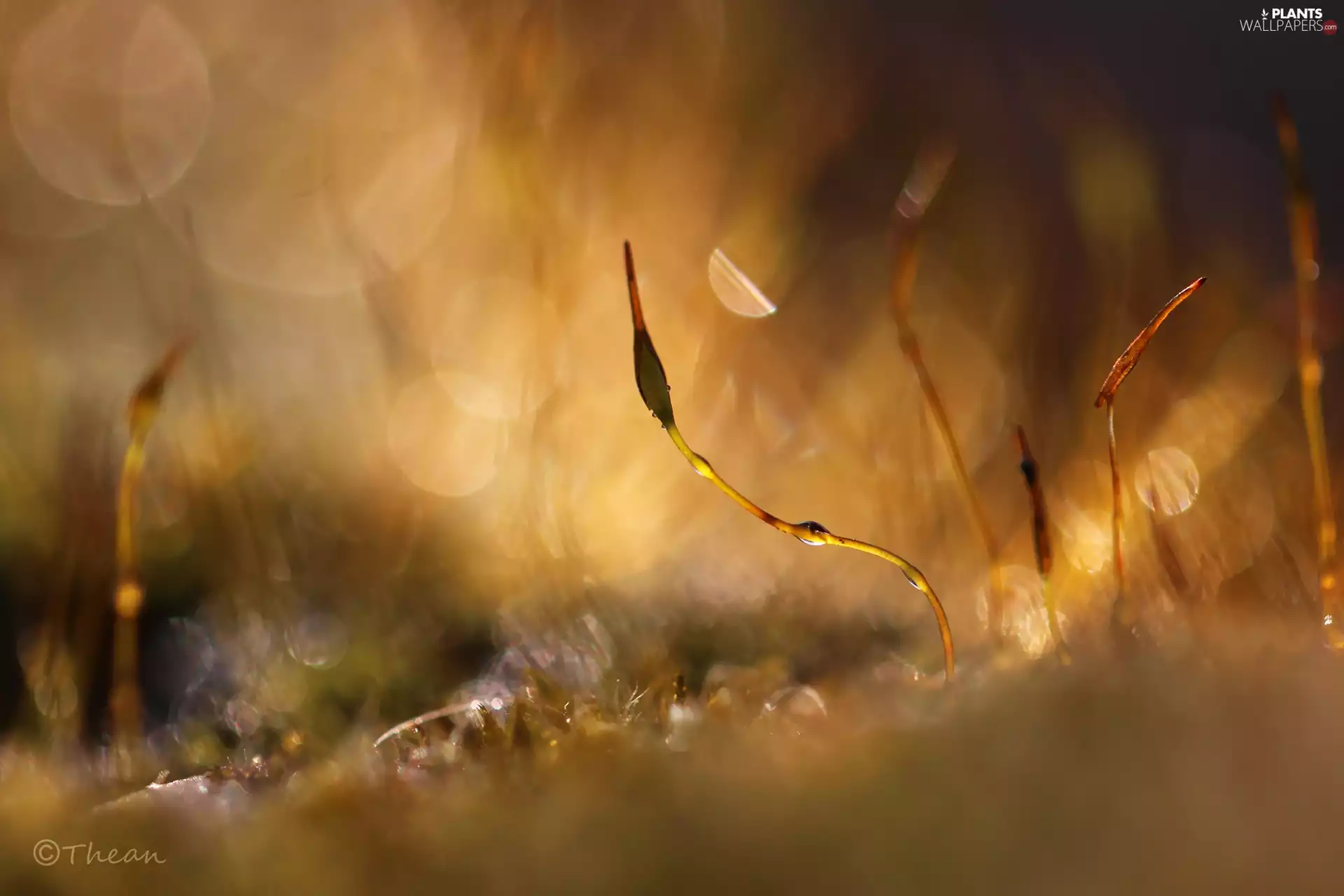Moss, Close, Bokeh, blades