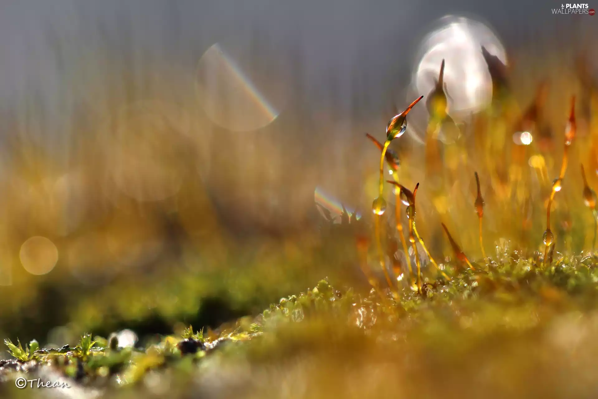 Moss, Close, Bokeh, blades