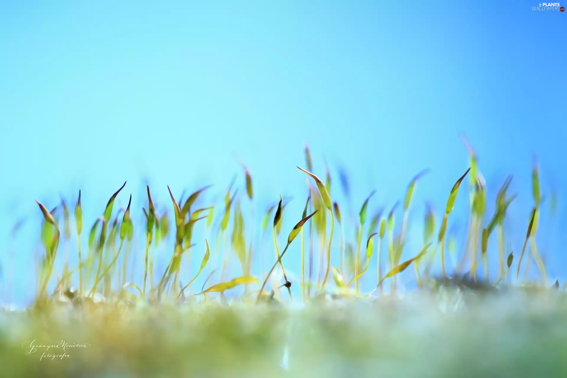 Moss, Plants, Close, blades