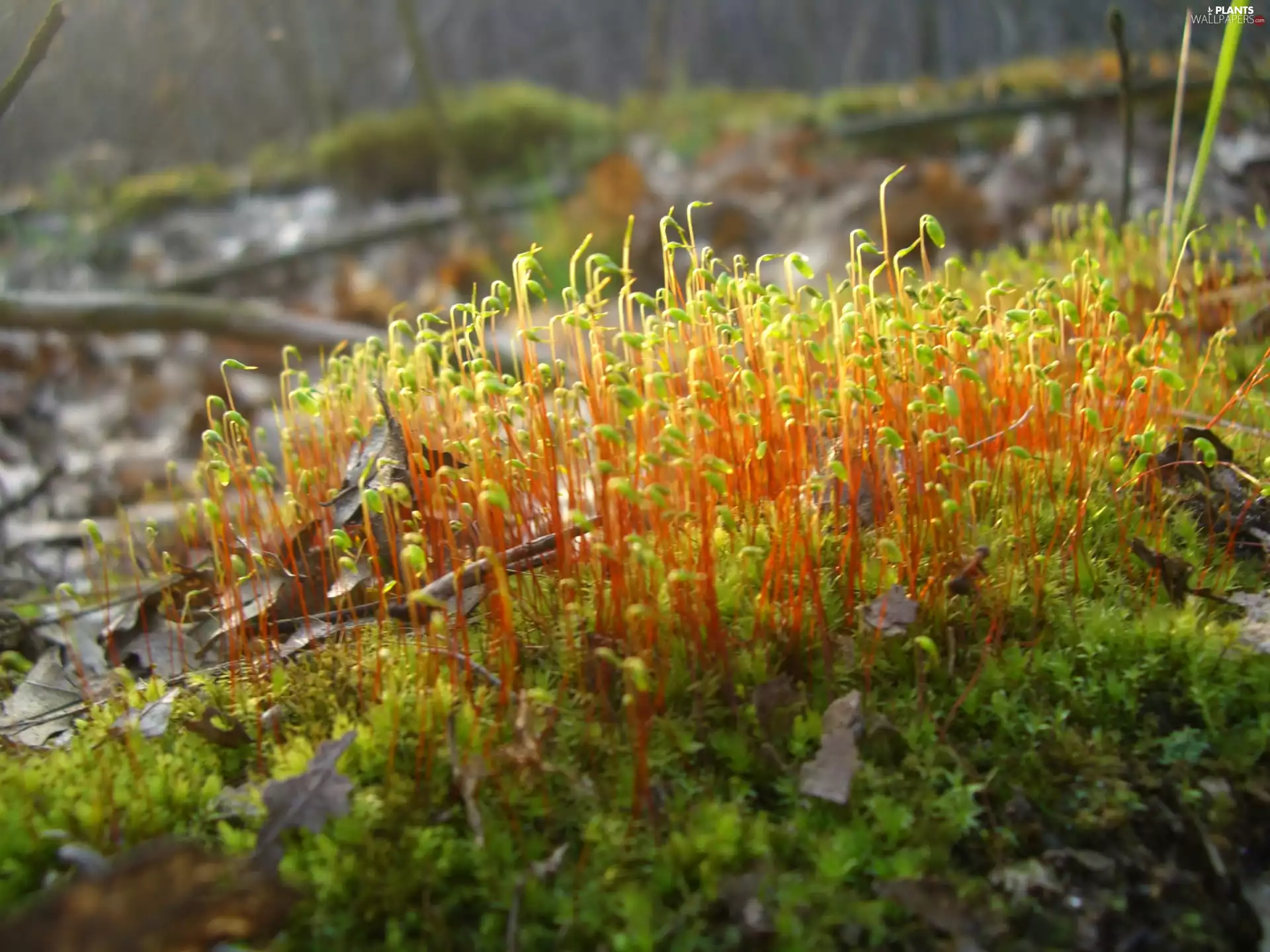 Moss, Leaf, forest, blades