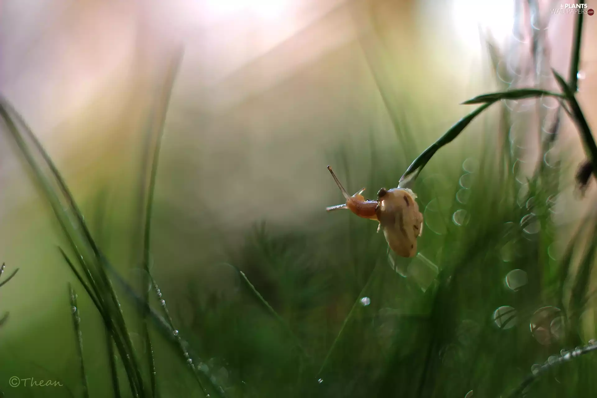 snail, grass, Bokeh, blades