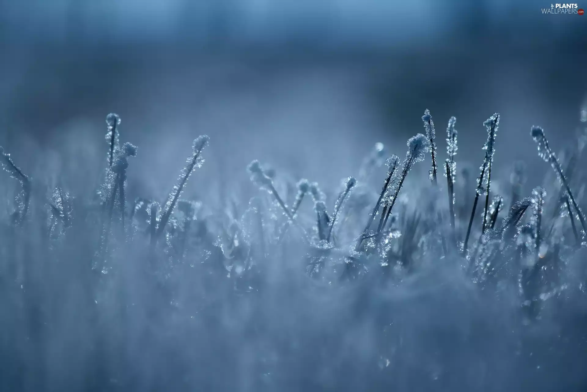 Close, blades, White frost, grass