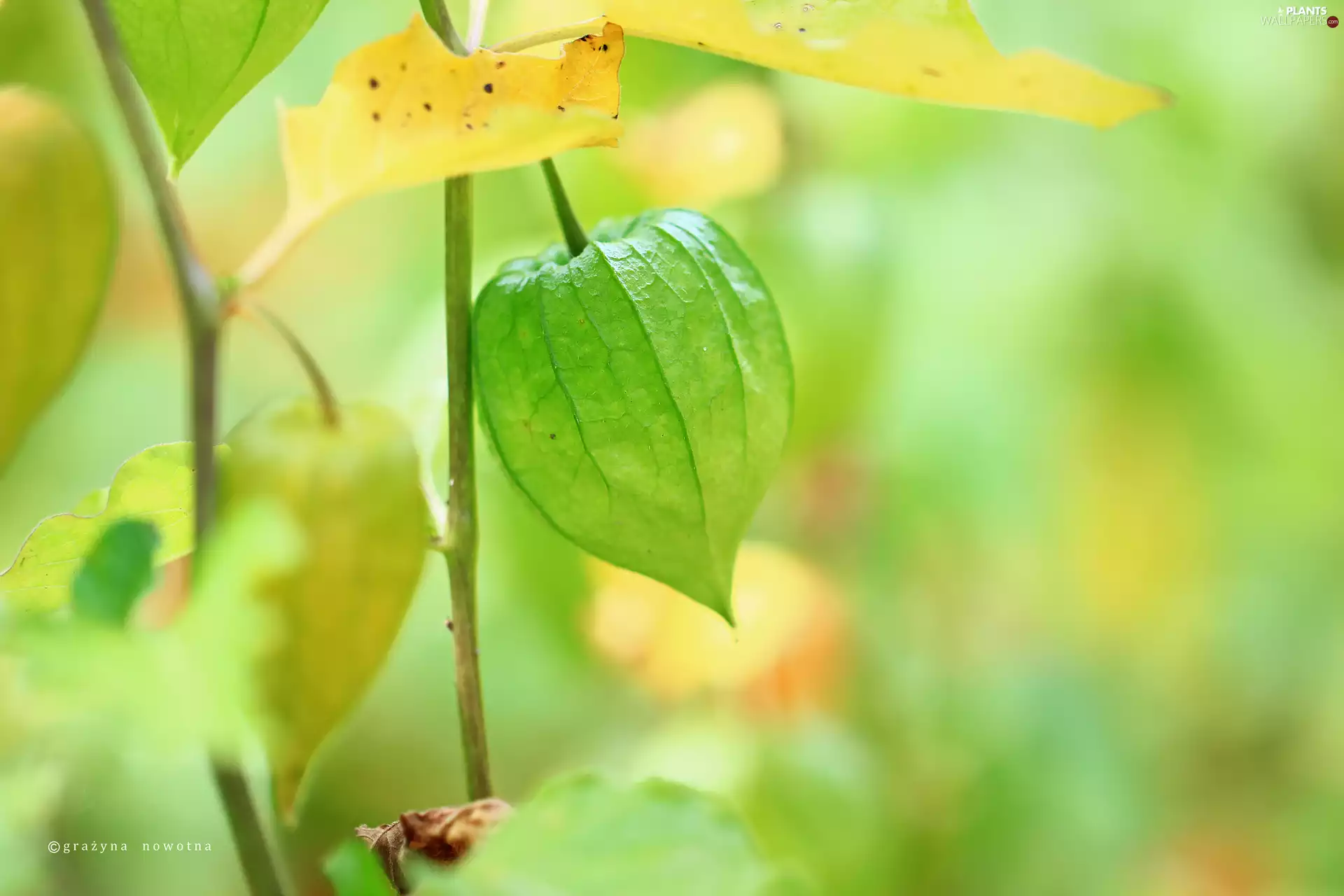 physalis, Green, plant, bloated
