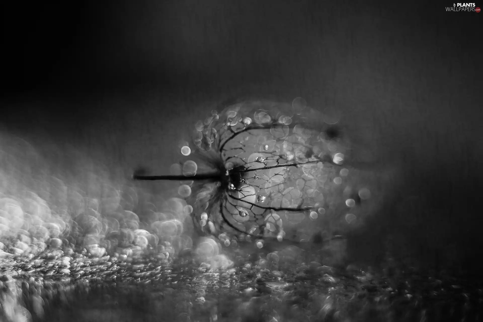 physalis bloated, plant, Bokeh, dry