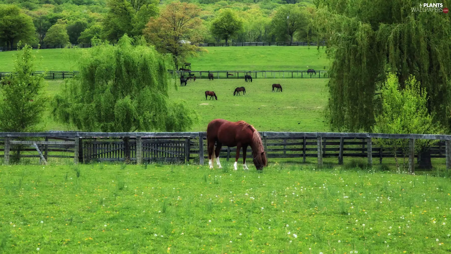 pasture, trees, viewes, bloodstock