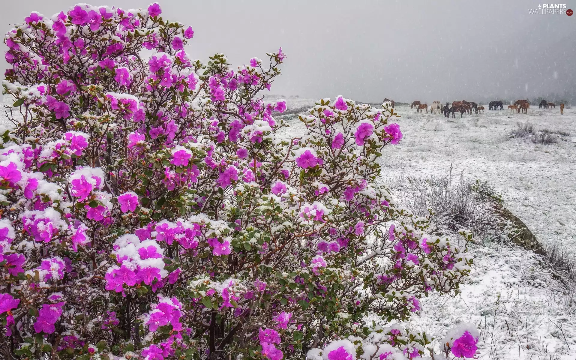 snow, bloodstock, rhododendron, Flowers, Bush