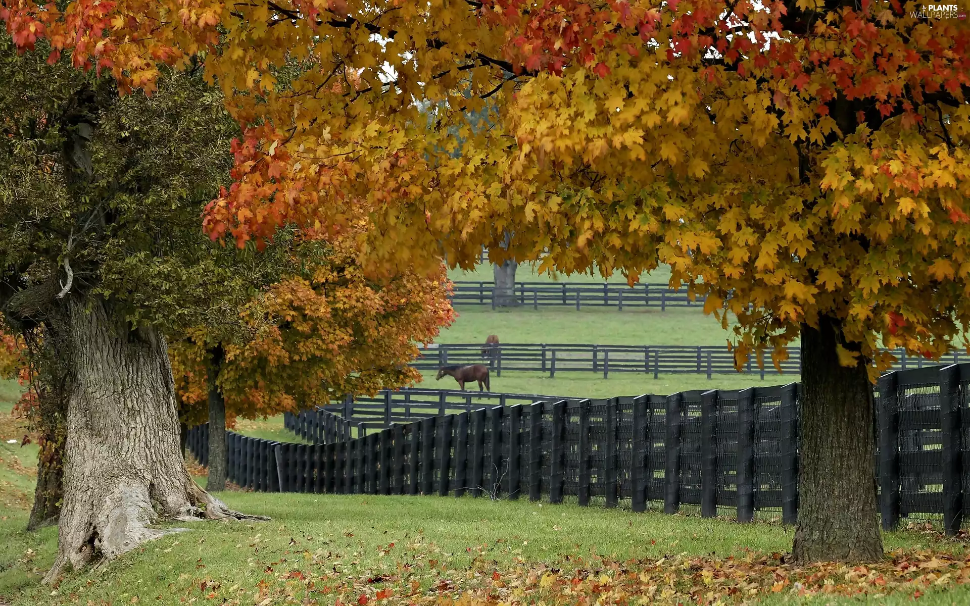 pastures, bloodstock, viewes, enclosed, trees