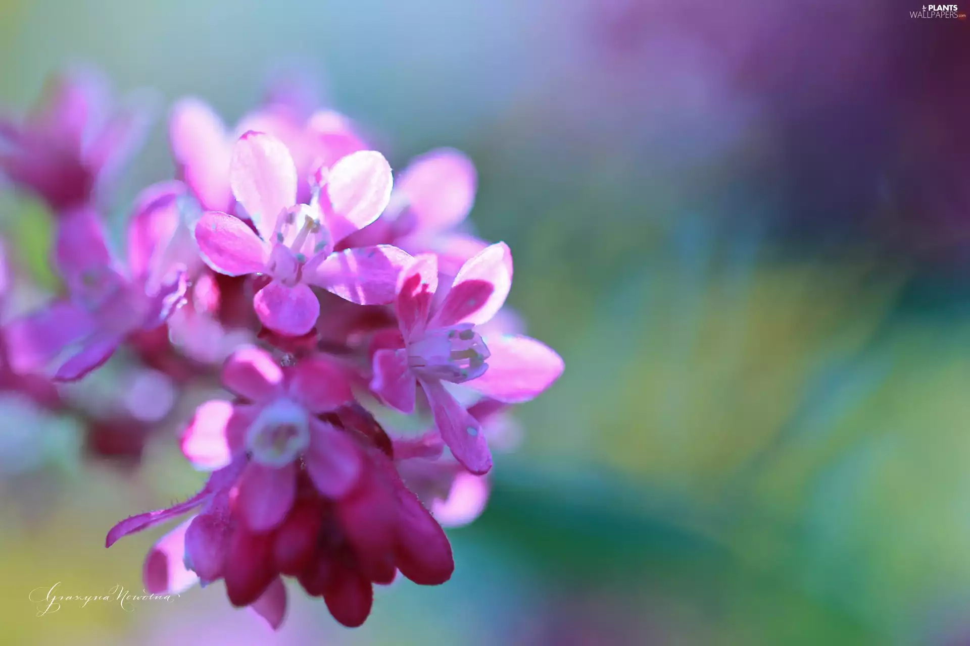 currant, Pink, Flowers, bloody