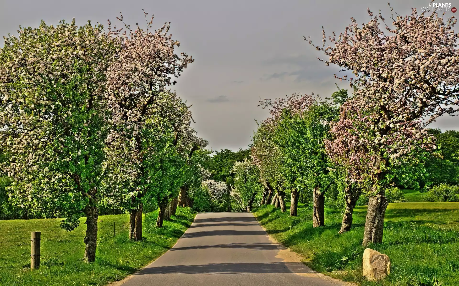 alley, trees, medows, blooming