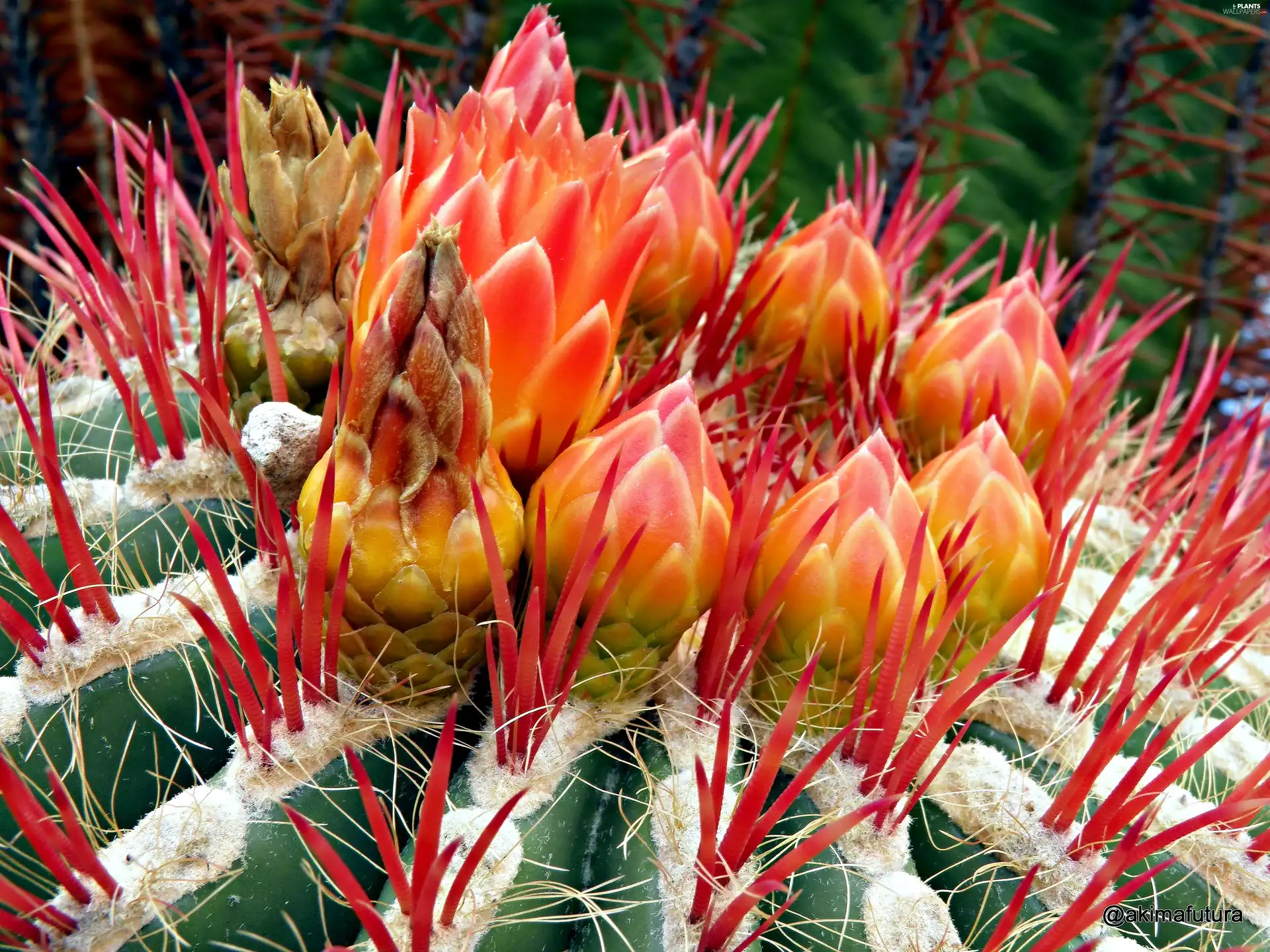 Blooming Cactus, Close