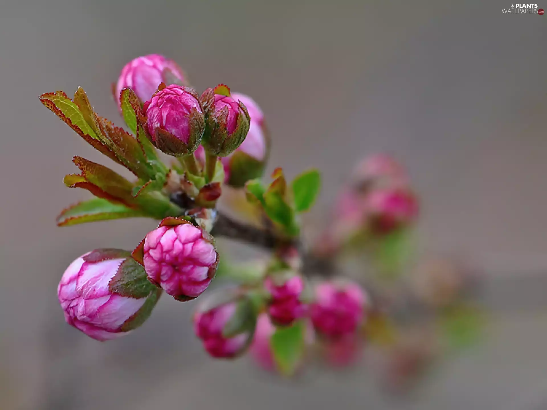 twig, trees, viewes, blooming