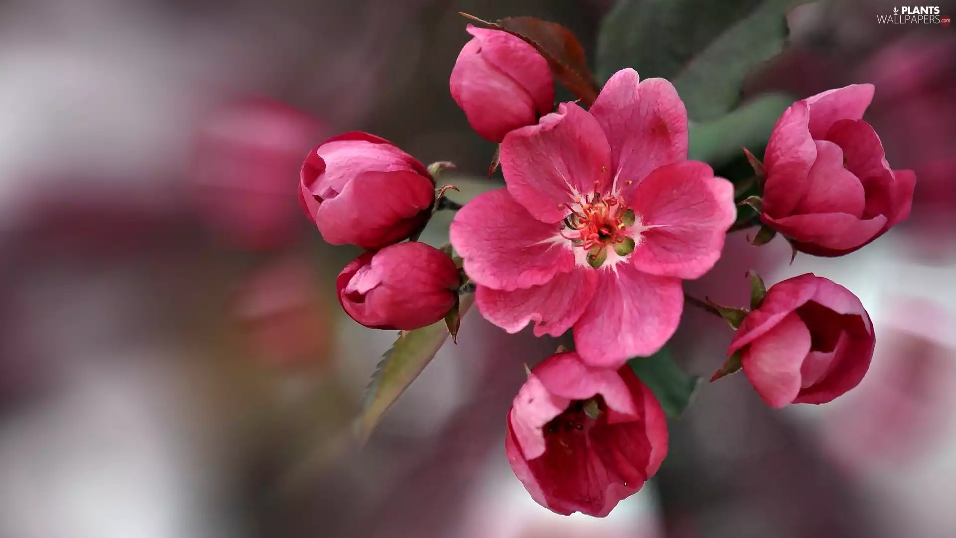 twig, trees, viewes, blooming