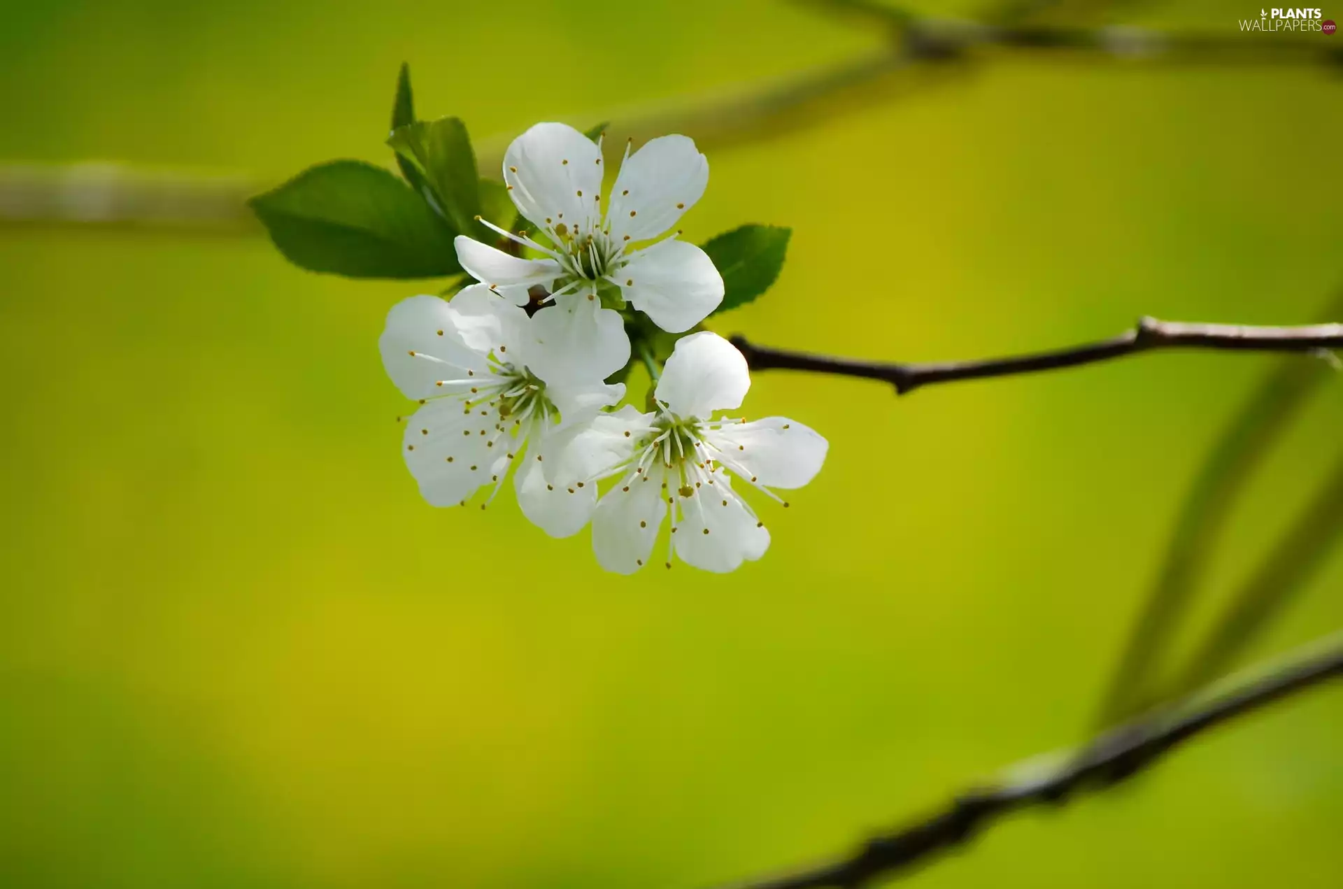 Cherry Blossom, Spring, Fruit Tree