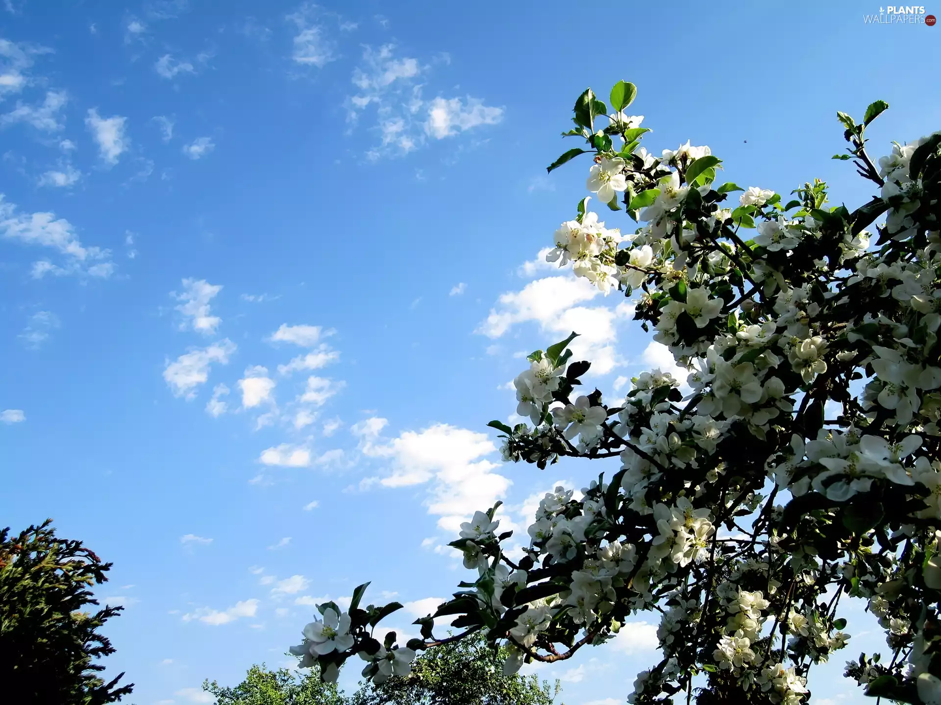landscape, Blossoming, apple-tree, Spring