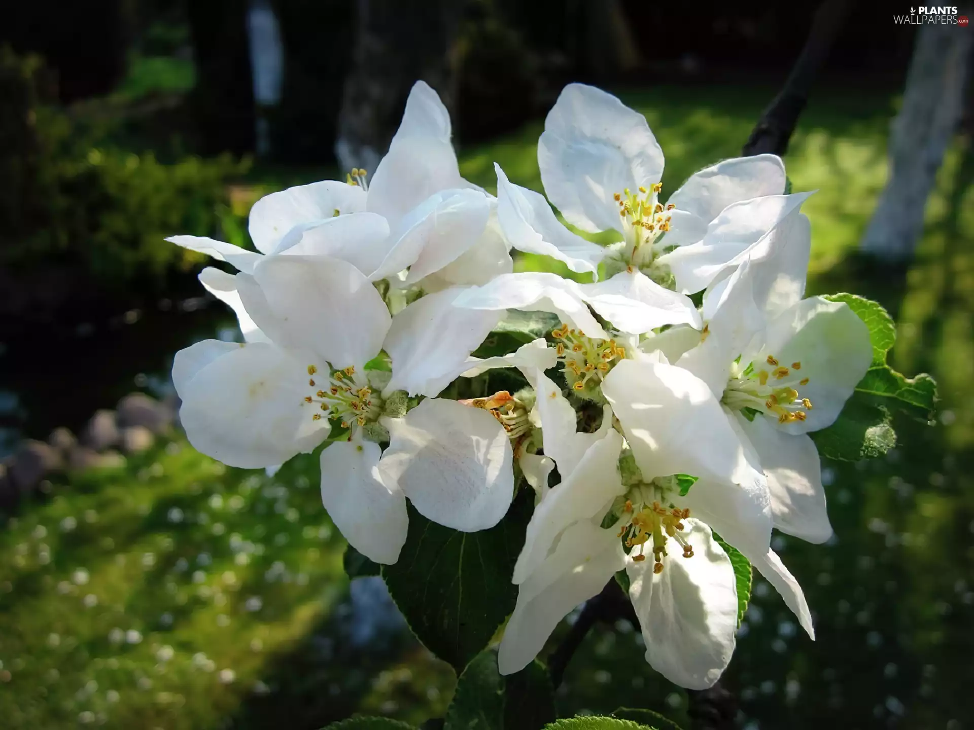 apple-tree, Spring, Blossoming