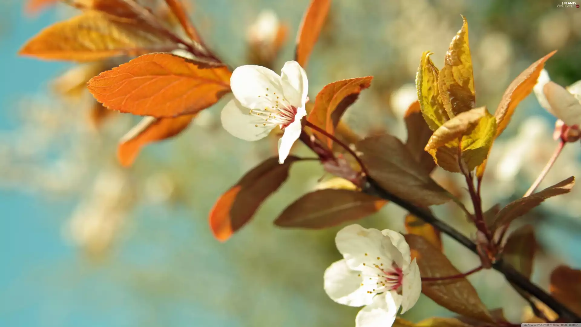 apple-tree, twig, Blossoming